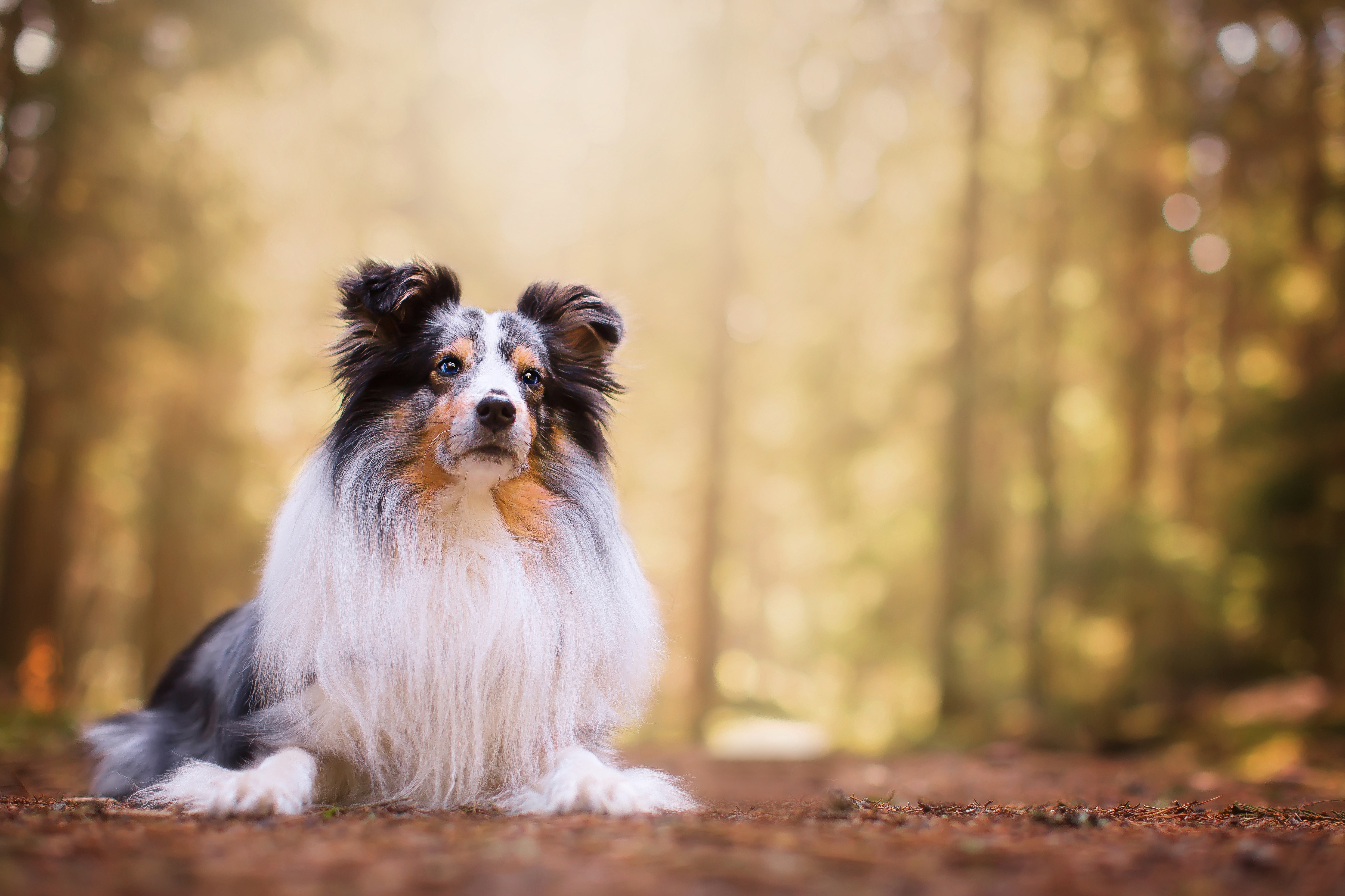 Photo Sheltie Shetland Sheepdog Dogs