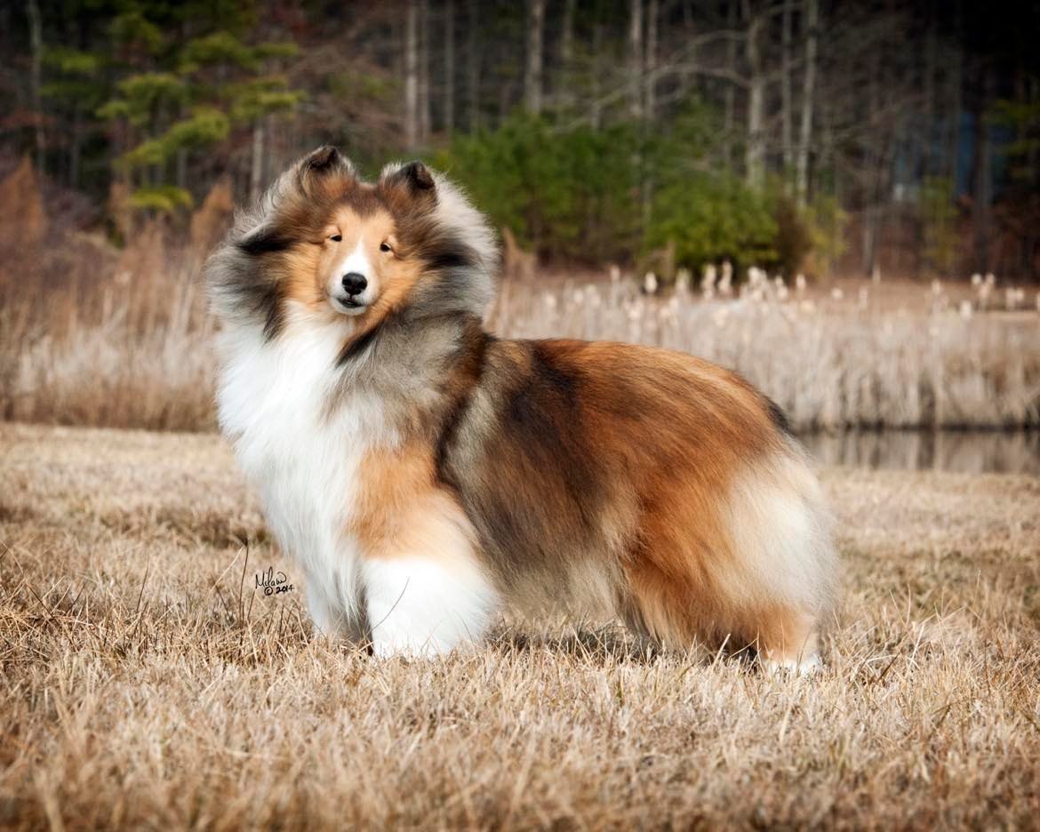 Shetland Sheepdog Club of Greater Baltimore