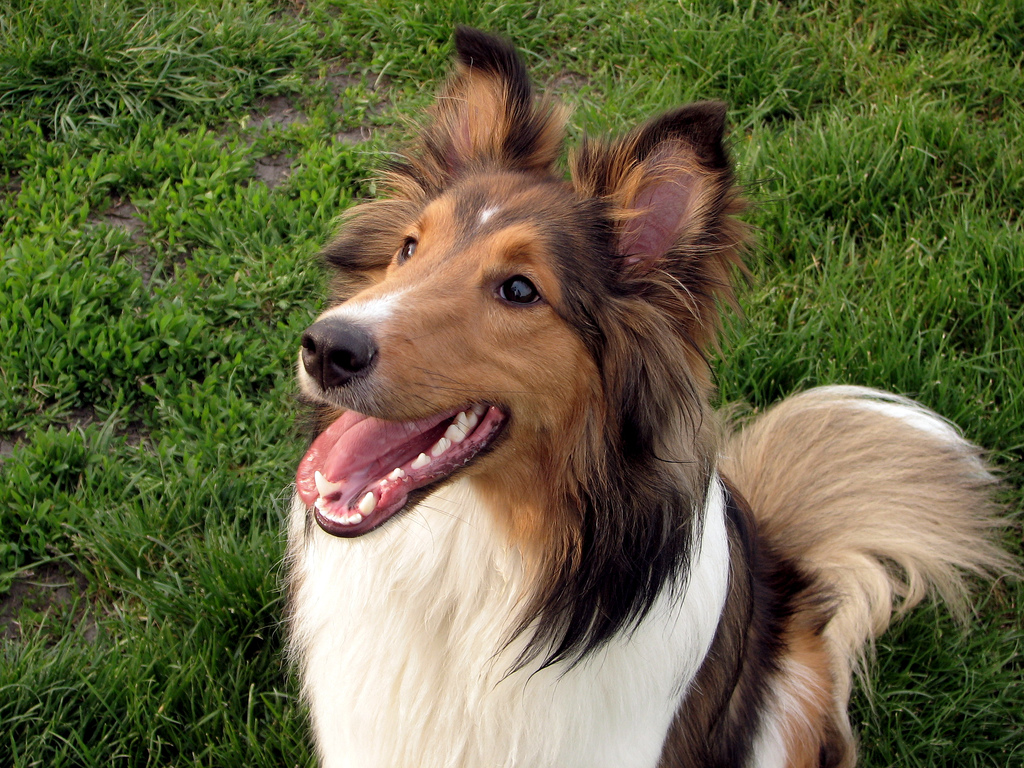 Shetland Sheepdog (Sheltie) Info