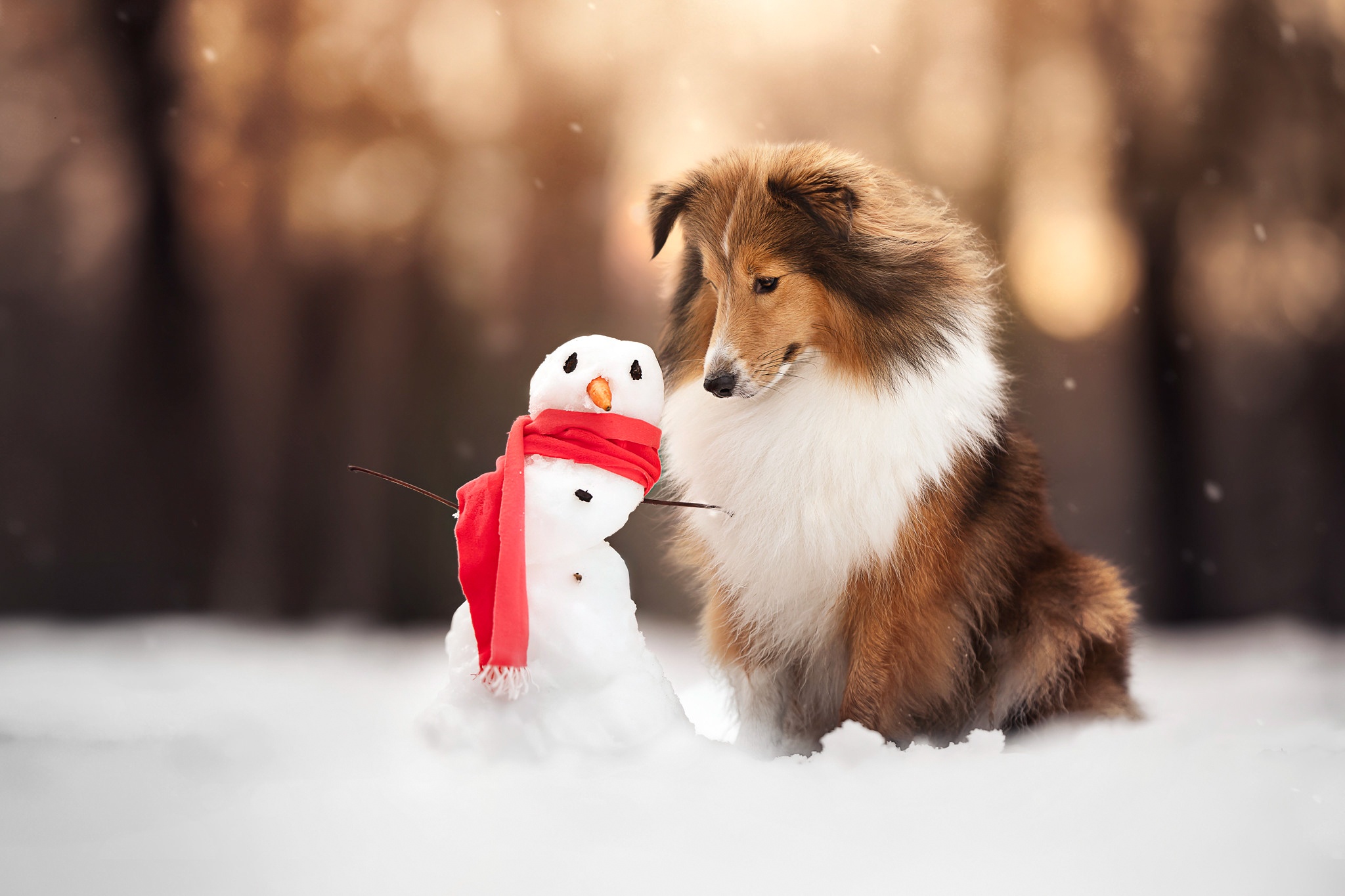 Wallpaper winter, snow, dog, scarf