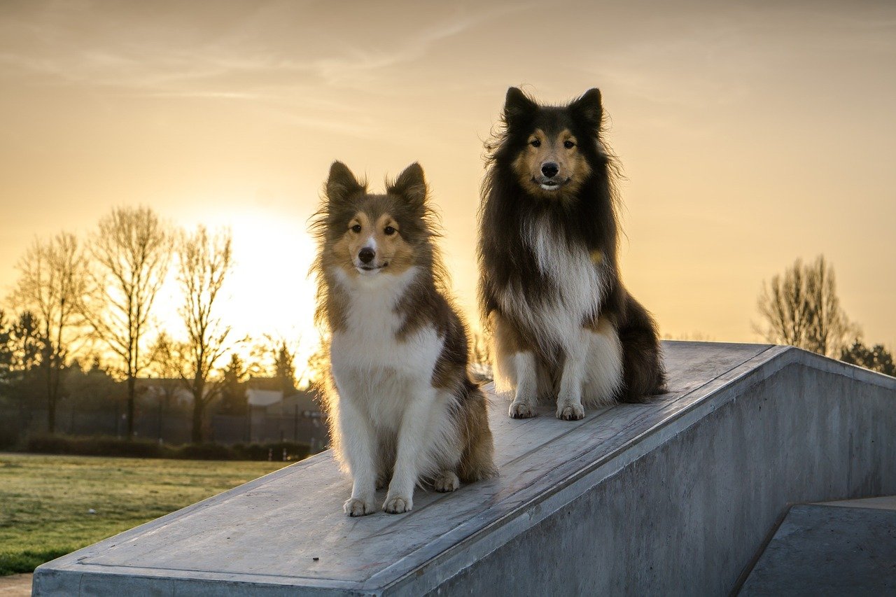 Sheltie Names of 2020. The Dog