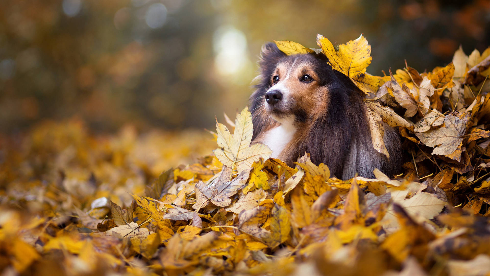 Autumn Leaves Wallpaper