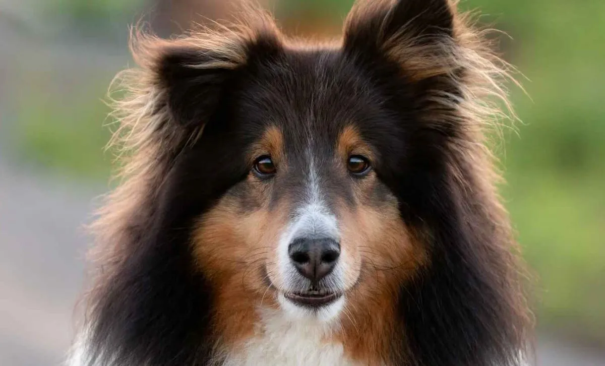 Shetland Sheepdog Dog Breed Information