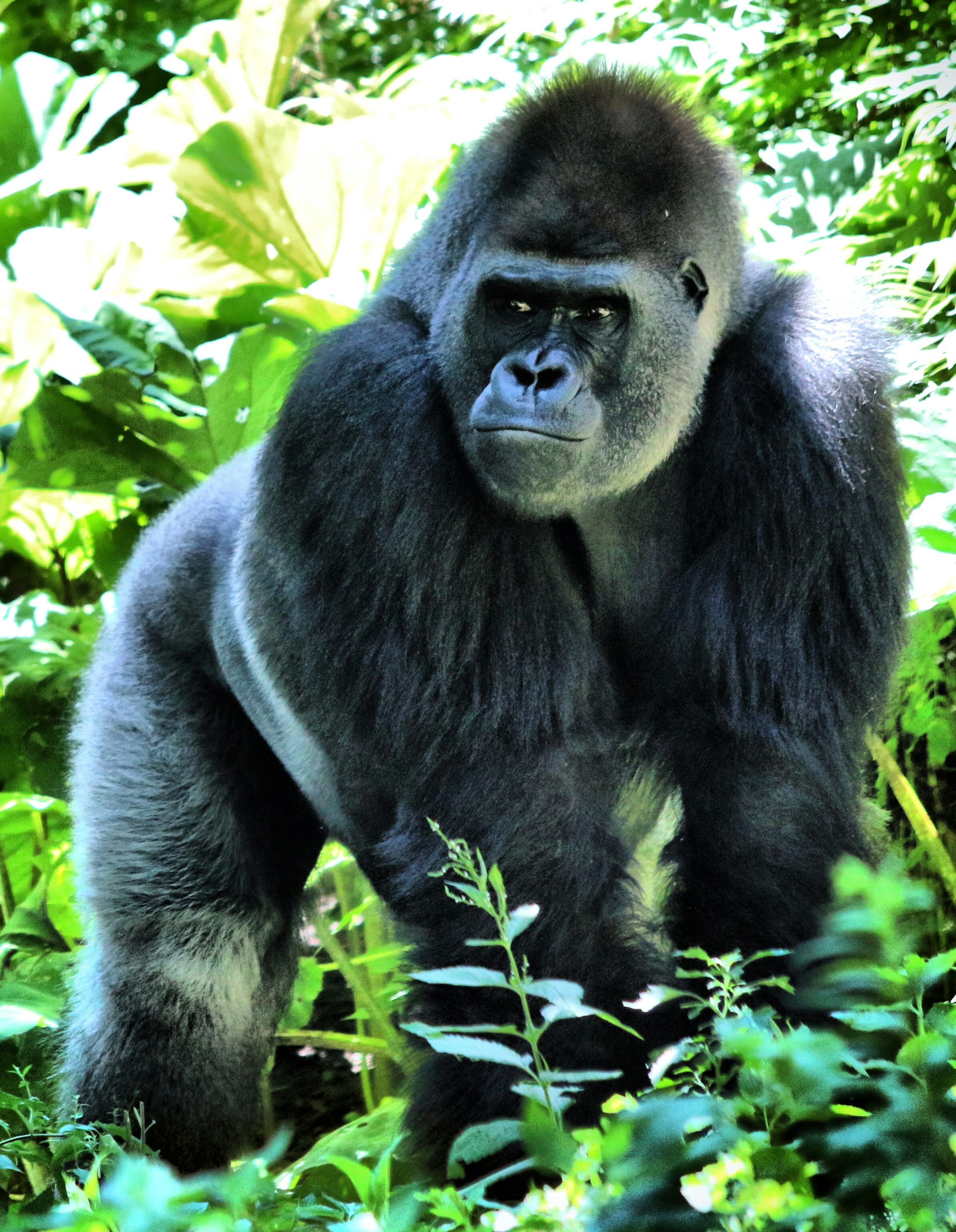 Gorilla Picture. Download Free