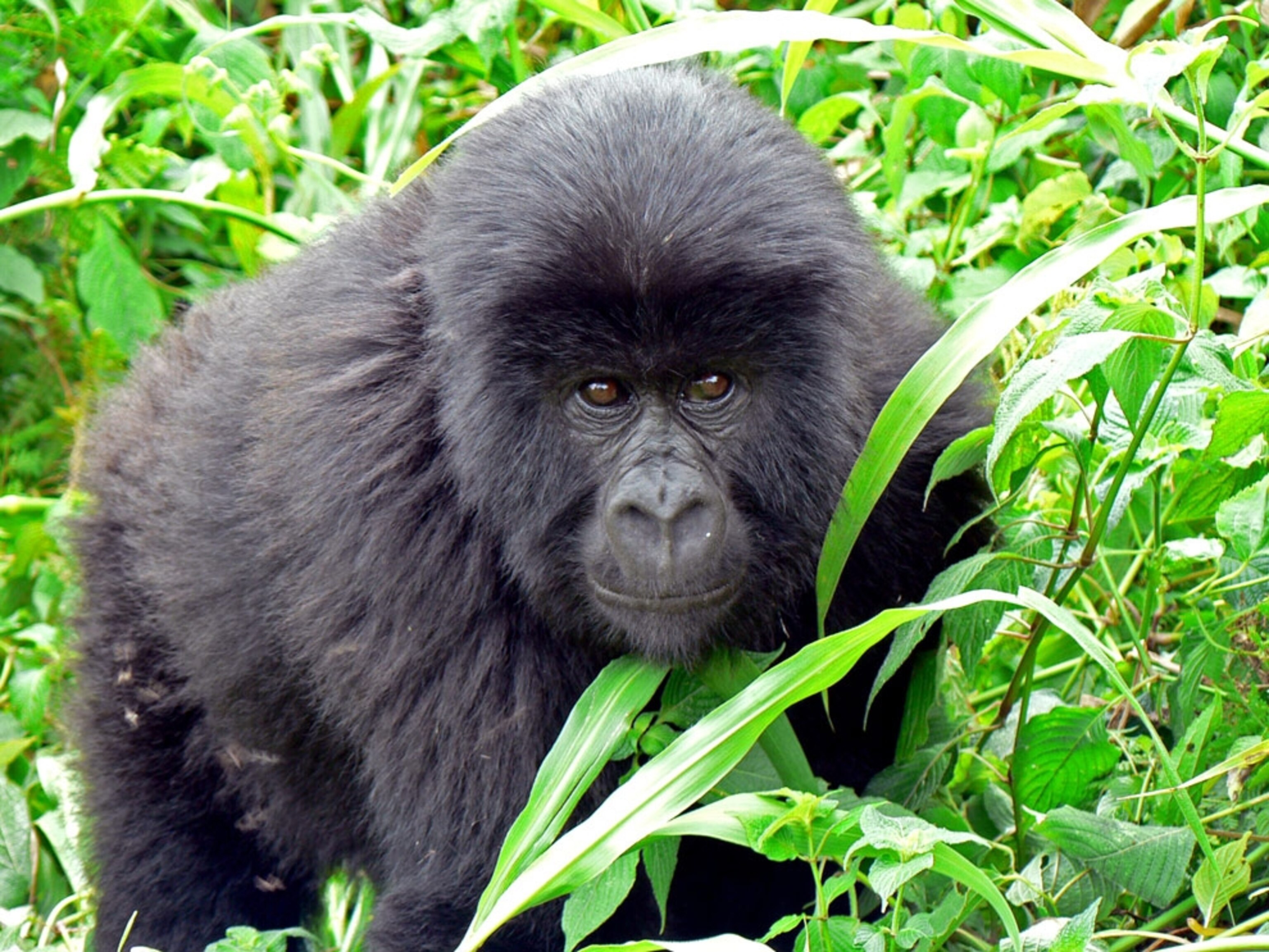 Virunga Gorilla Picture