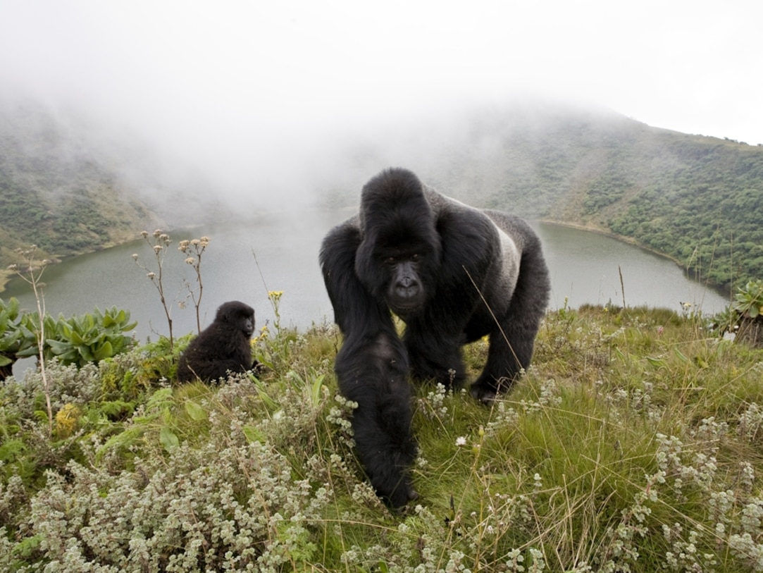 Silverback Mountain Gorillas