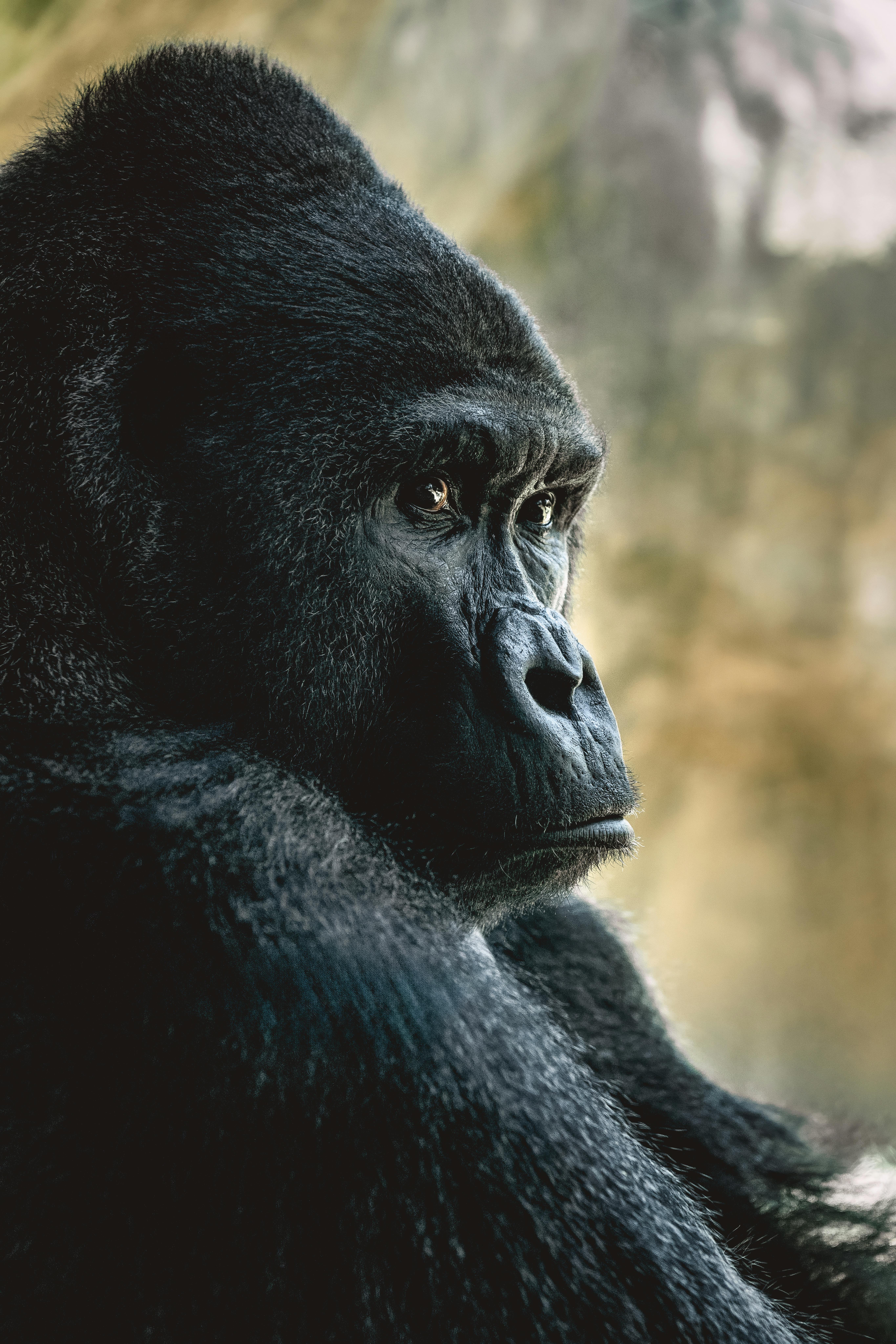 Silverback Gorilla Photo, Download