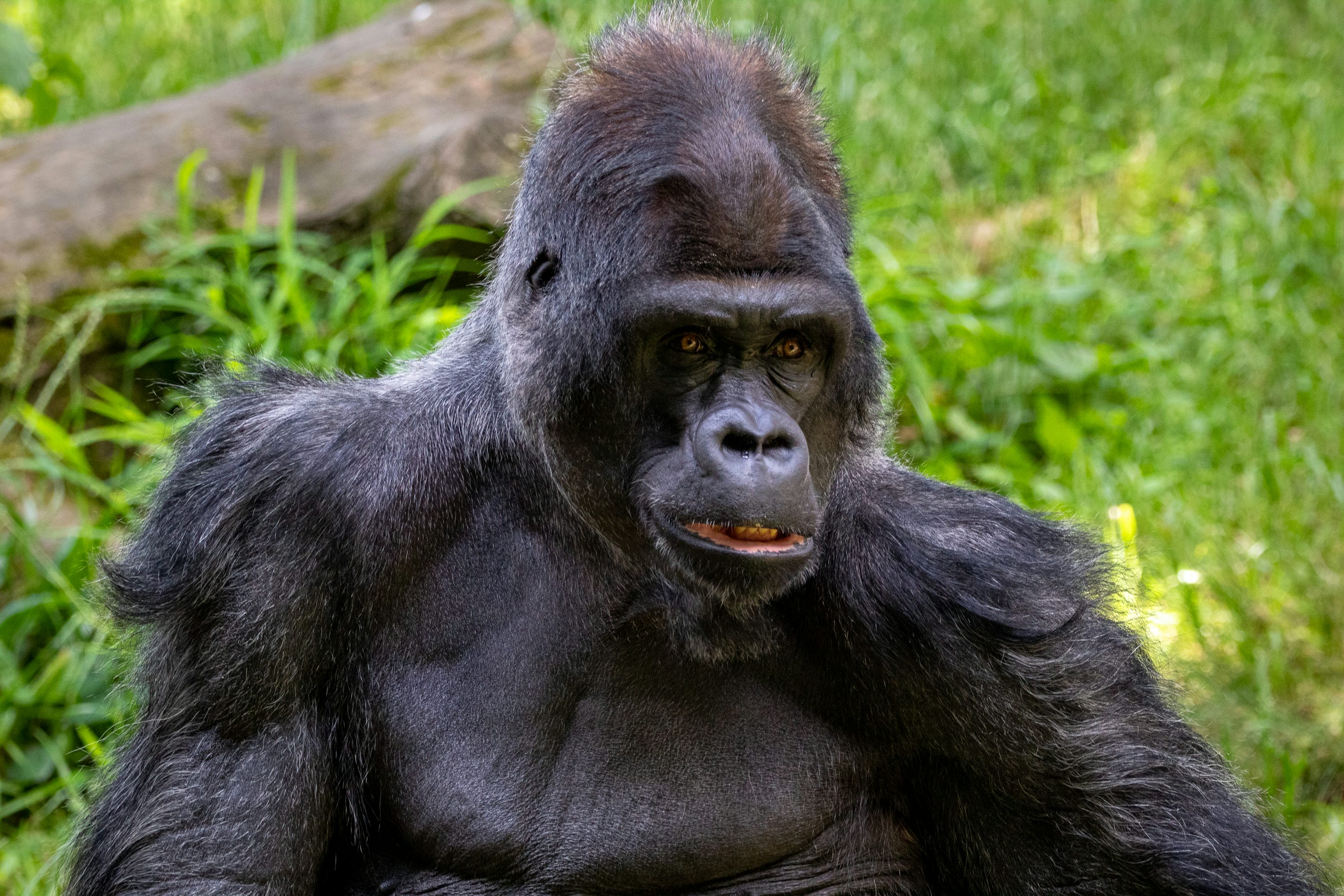 Gorilla Picture. Download Free