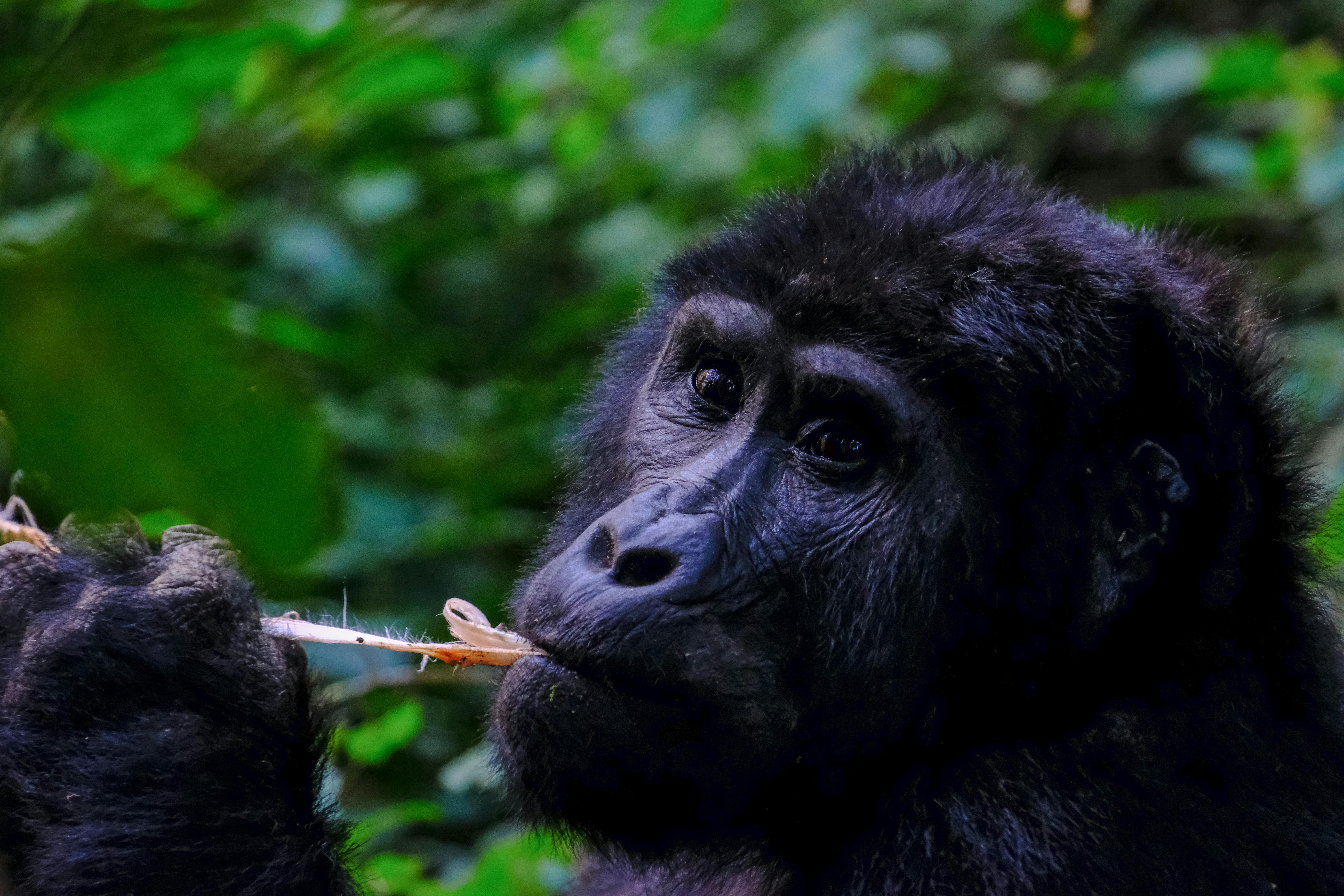 Mountain Gorilla Photo, Download
