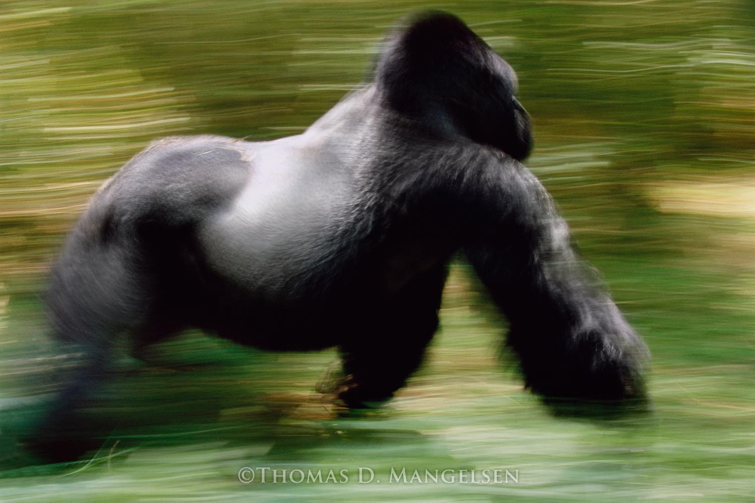 Mountain Gorilla by Thomas D. Mangelsen