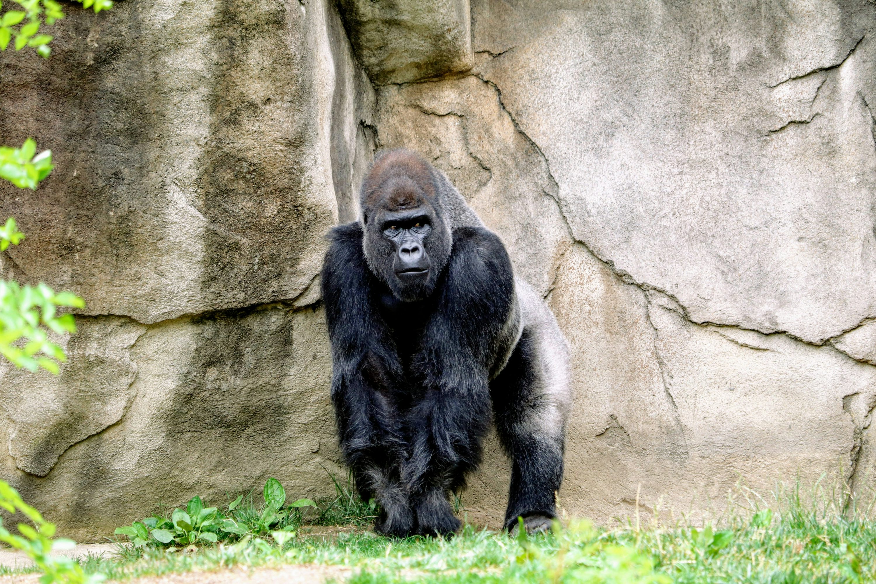 Gorilla Picture. Download Free