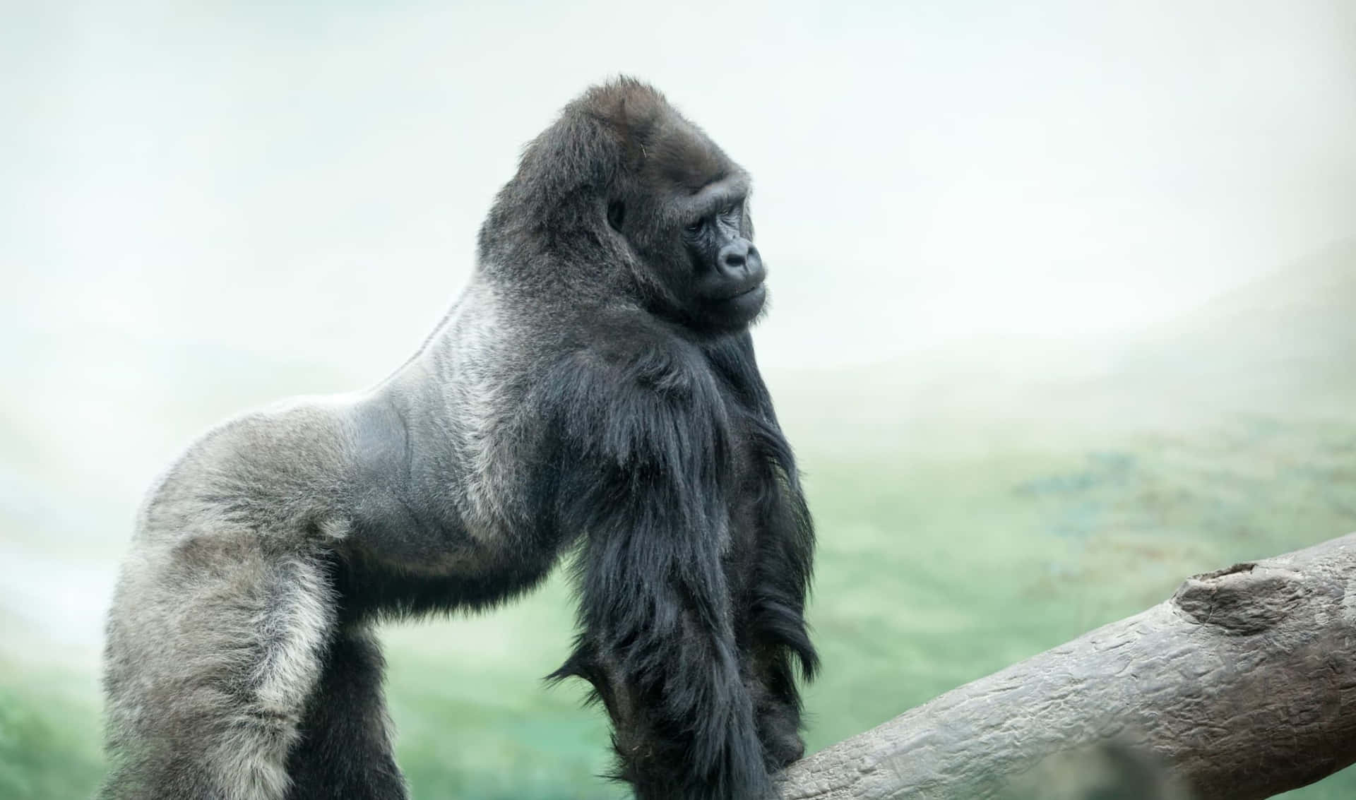 Download A Closeup of a Gorilla