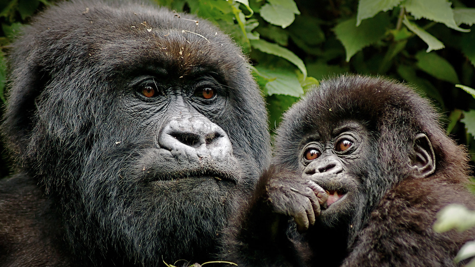 Rwanda. Gorilla Trekking Safaris
