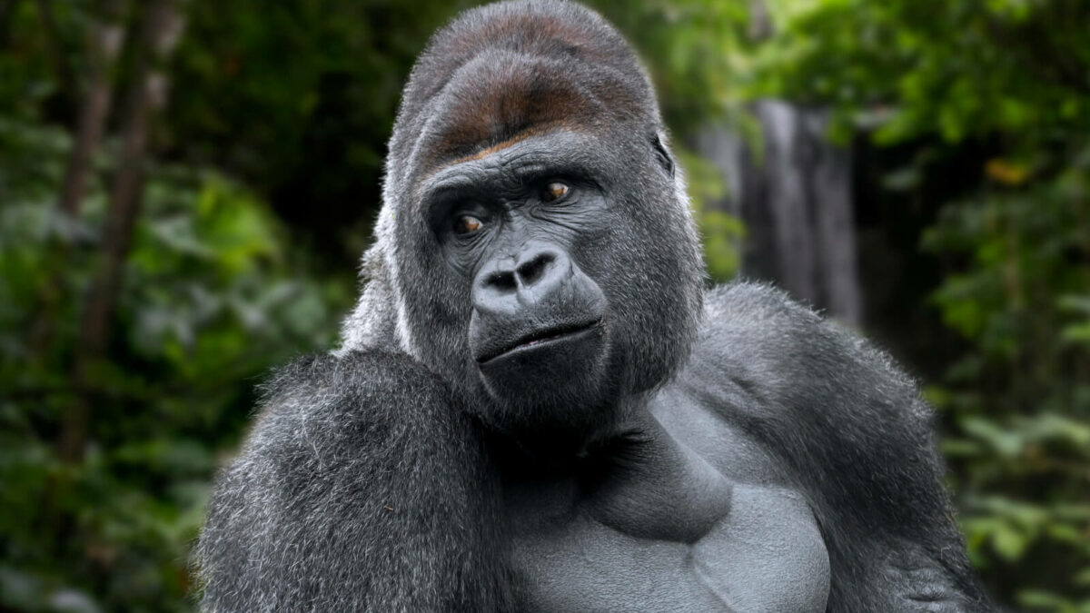 Mountain Gorilla Trekking in Rwanda