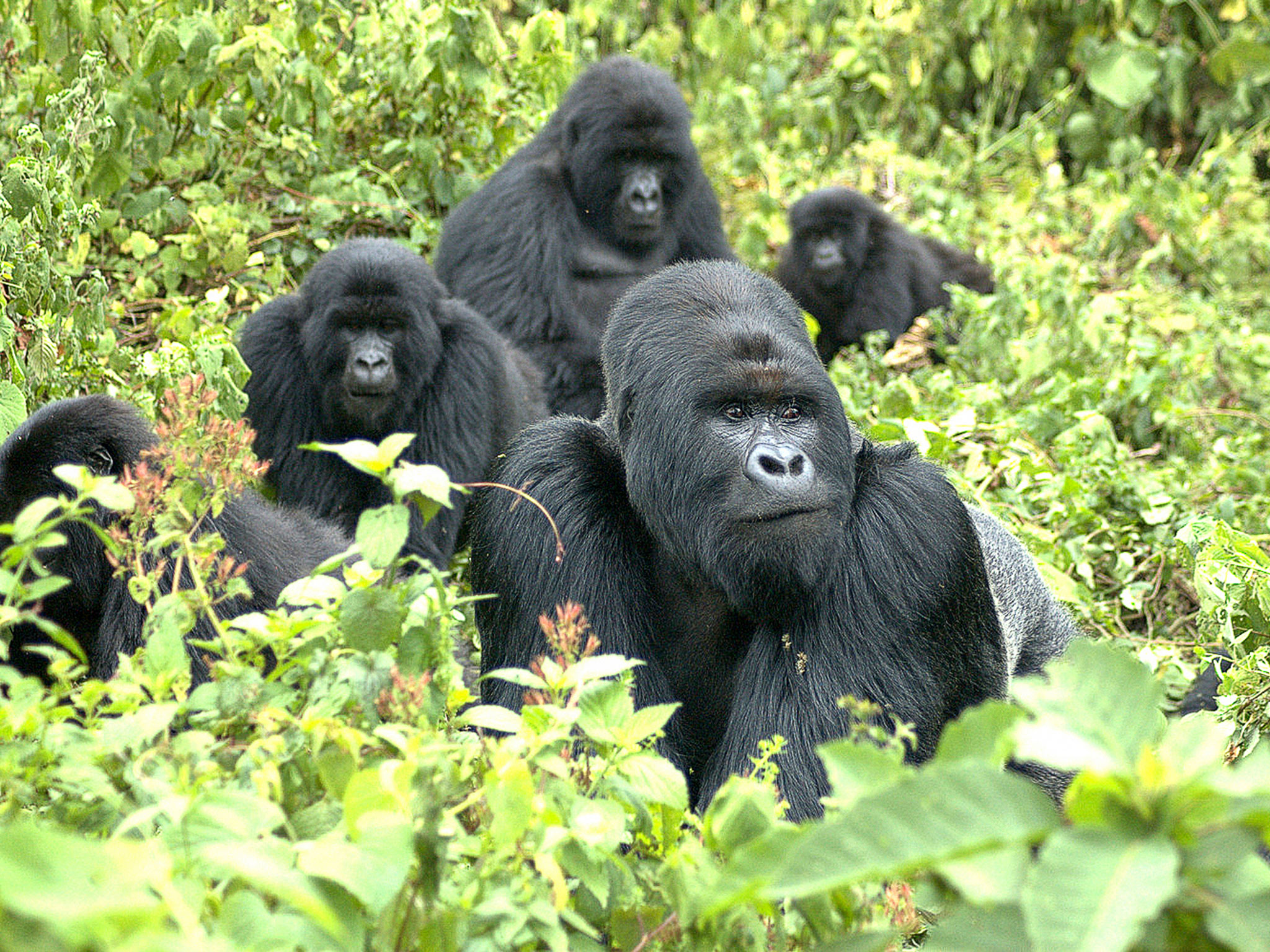 Mountain gorilla genome provides hope