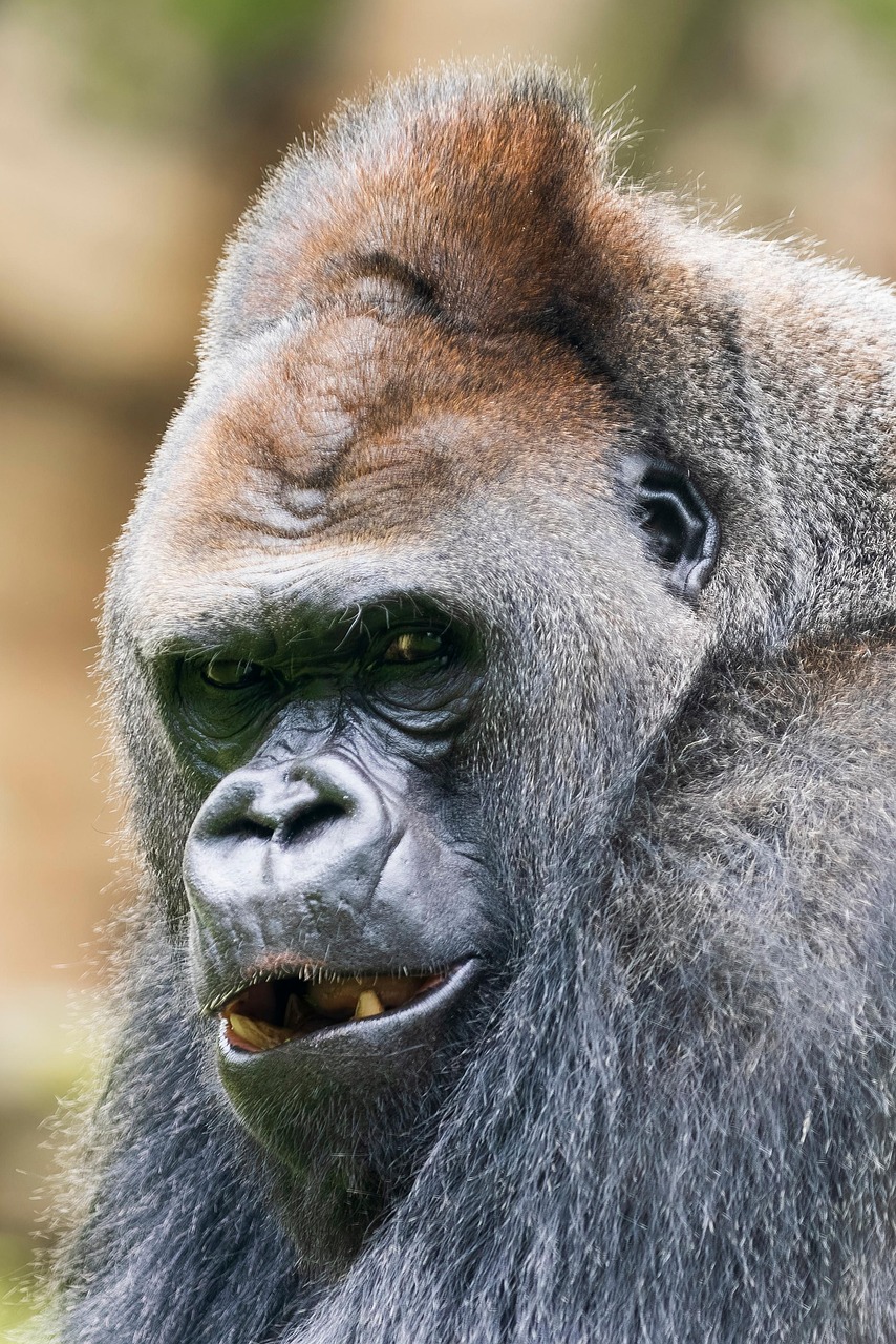 Gorilla Image