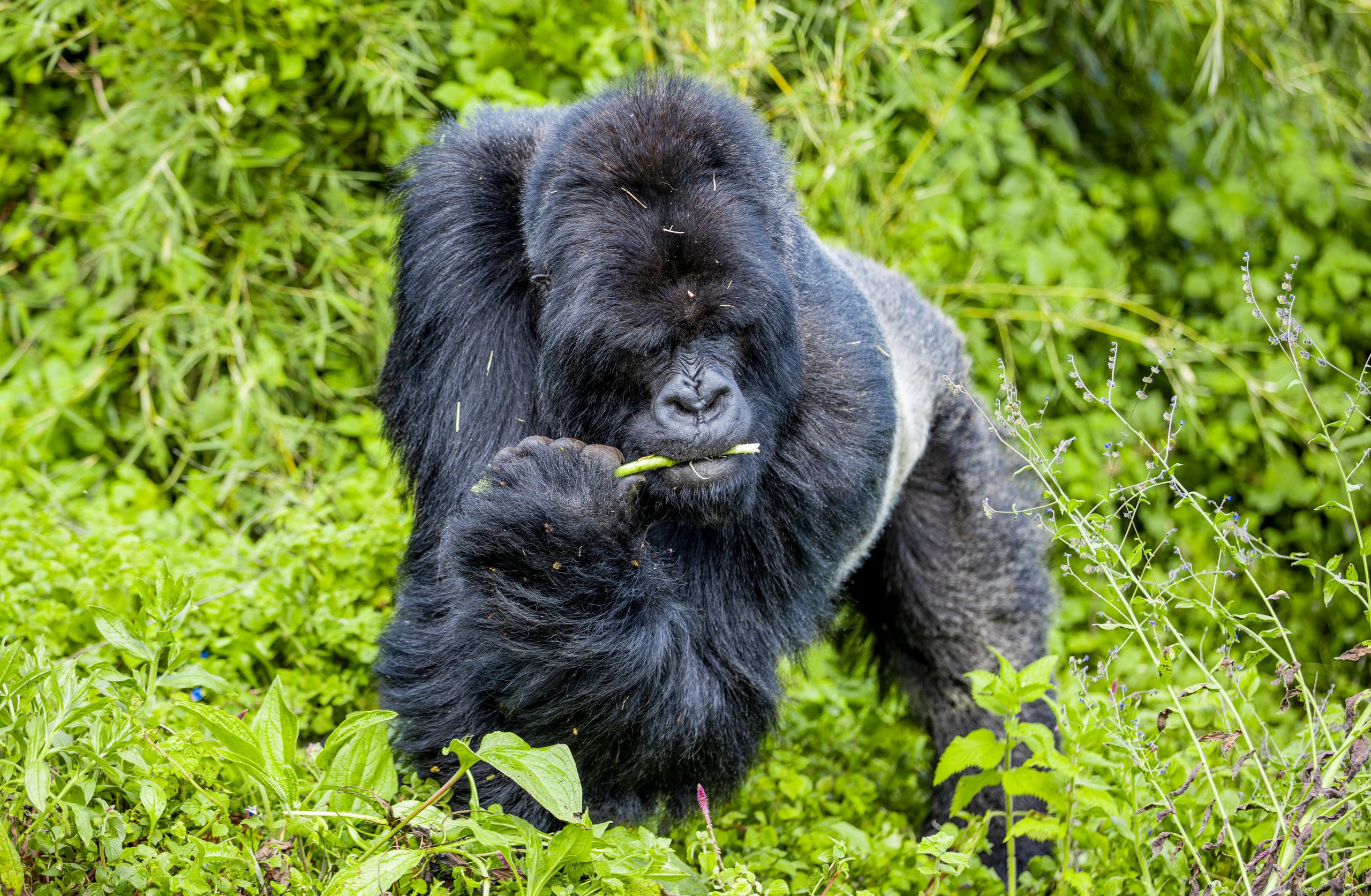 International Gorilla Conservation