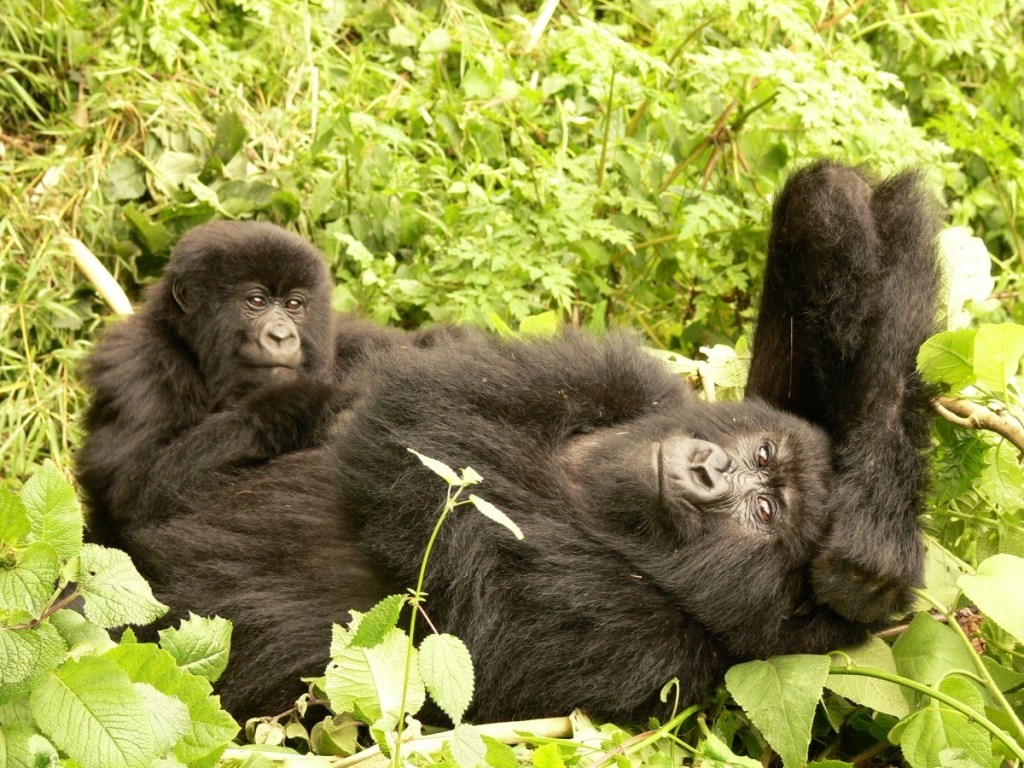 Mountain Gorilla in Rwanda