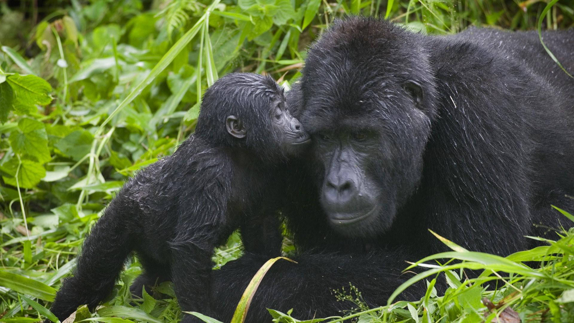 A Closeup Of A Regal Mountain Gorilla
