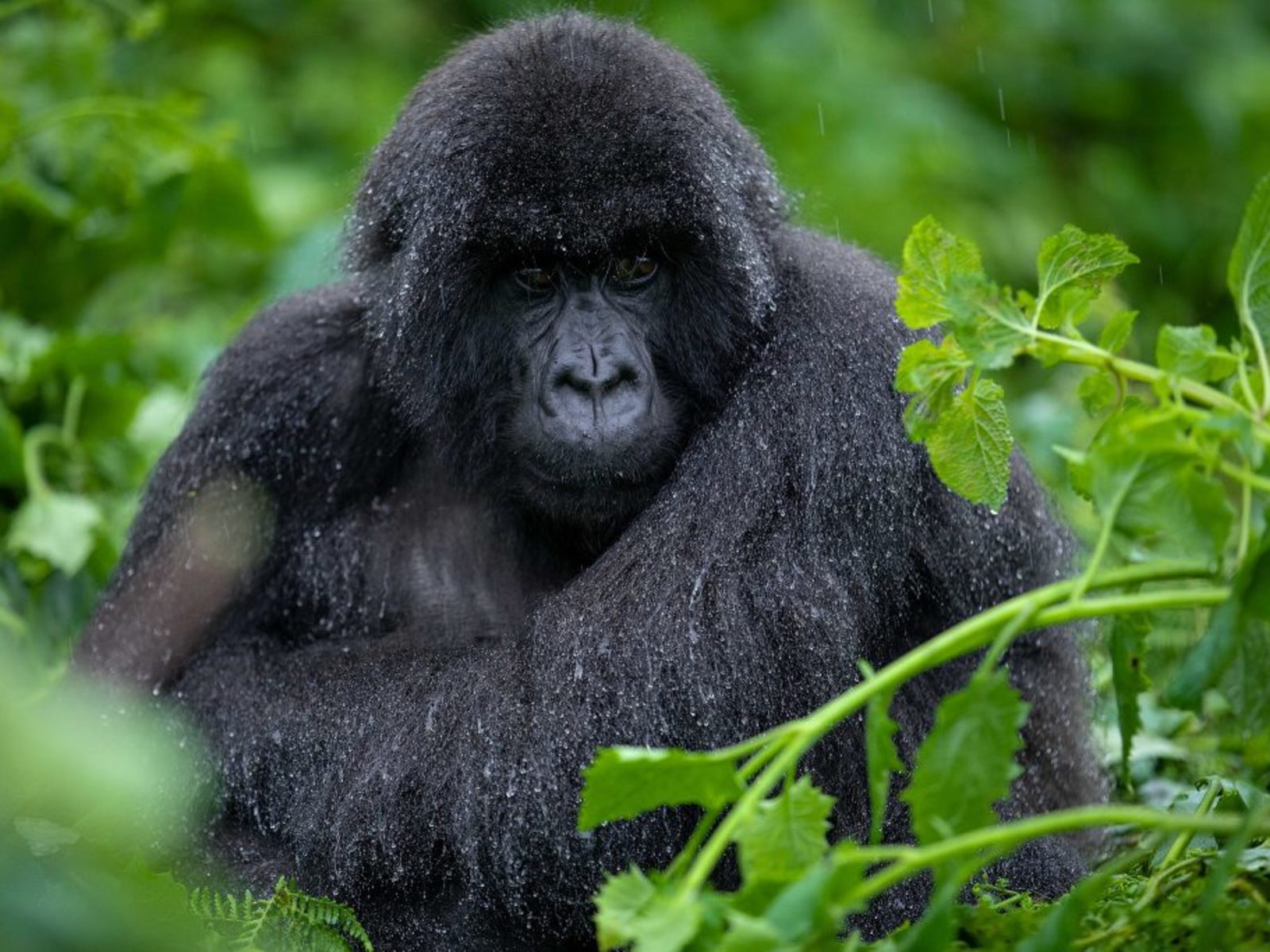 mountain gorilla trekking