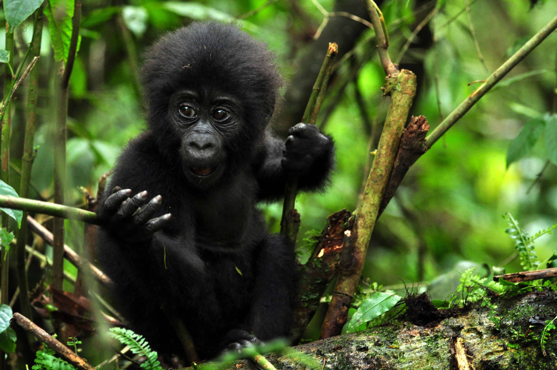 Download Gorilla Desktop Baby In Forest