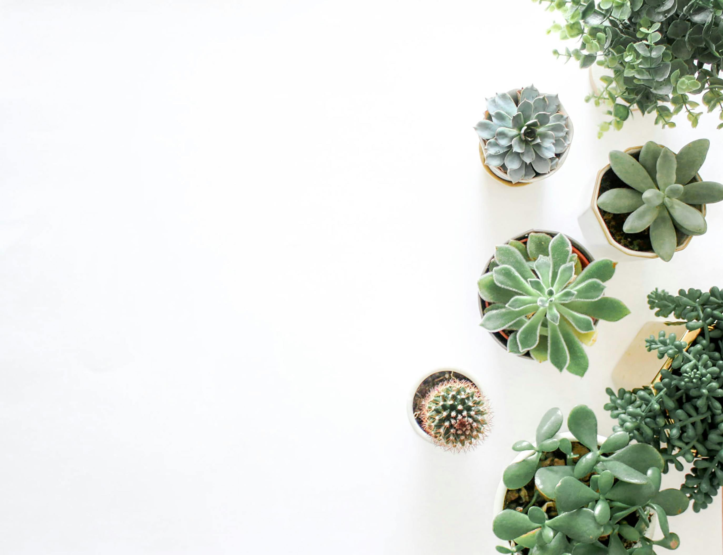 Green Succulent Plants On Pots · Free