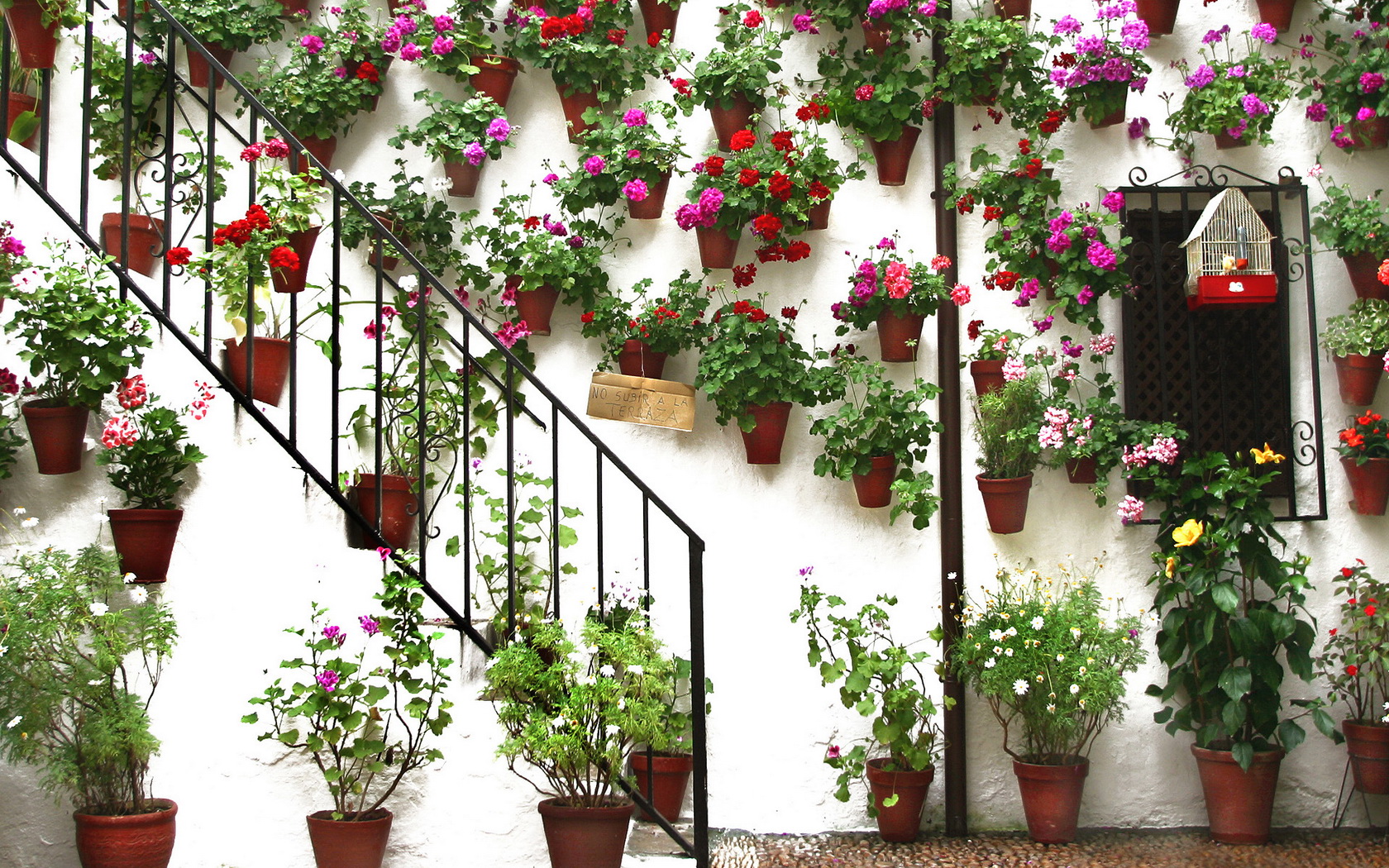 Potted Plant Man Made Flower Wallpaper
