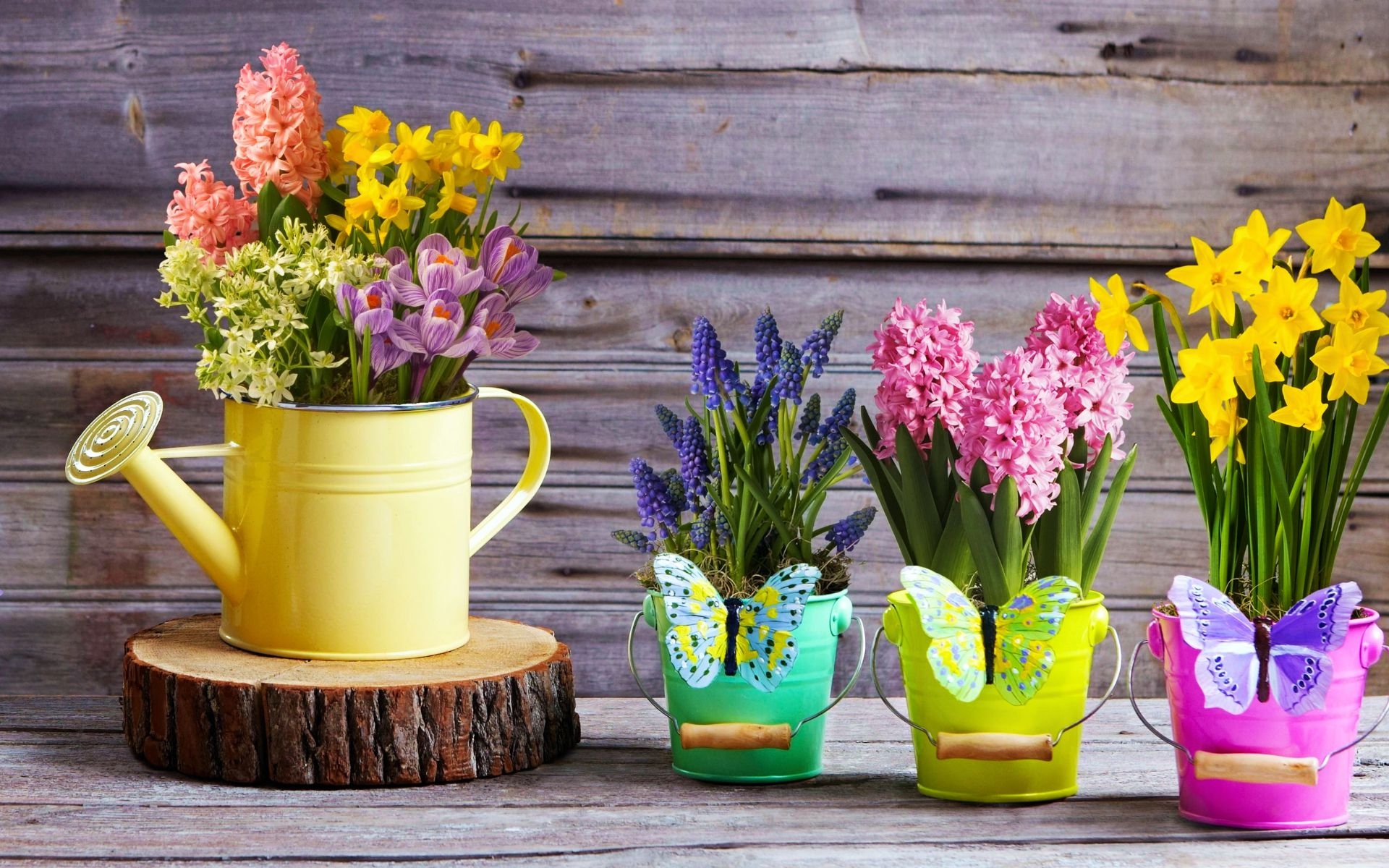 Potted Plant Man Made Flower HD Wallpaper