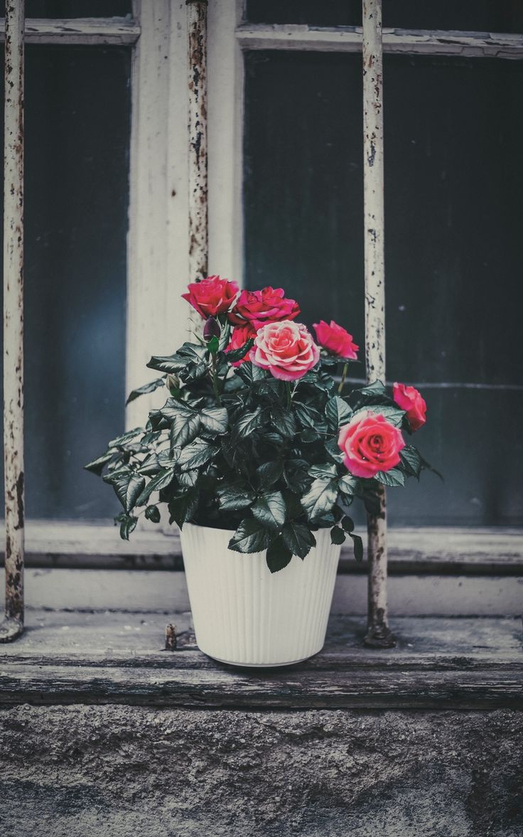 Wallpaper window sill pink decorative