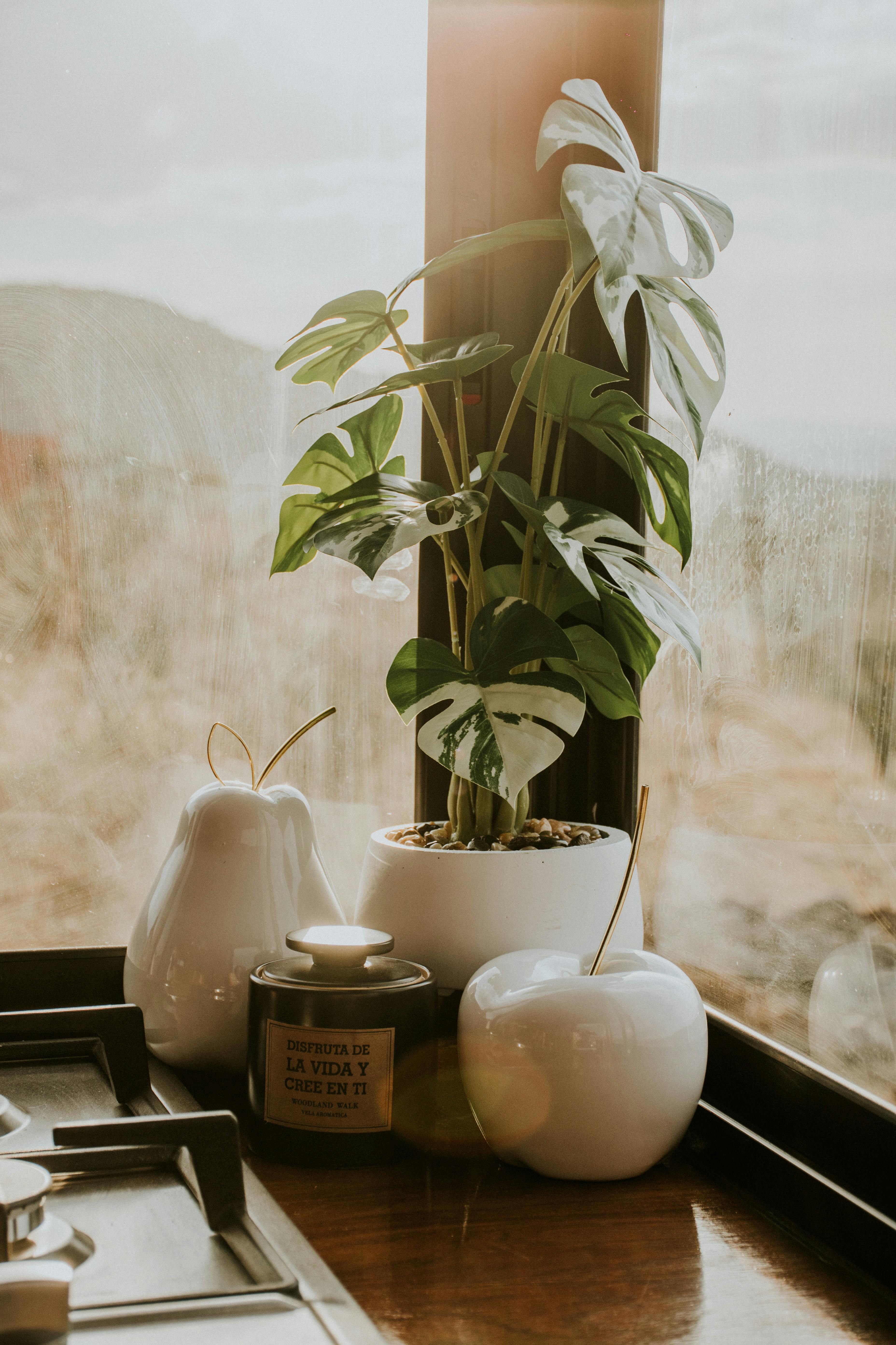Potted Plant Beside a Window · Free