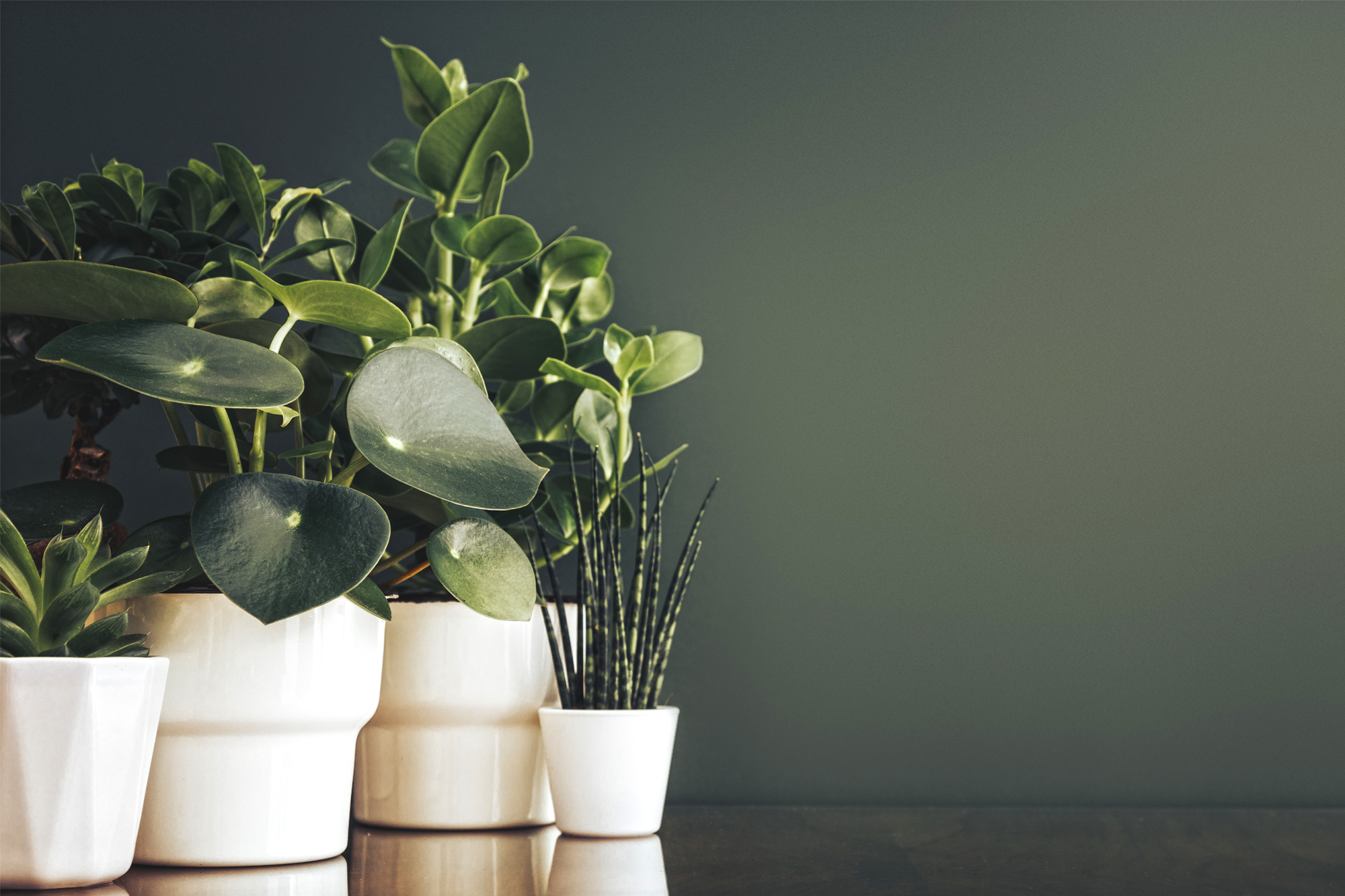 Hidden Health Benefits of Houseplants