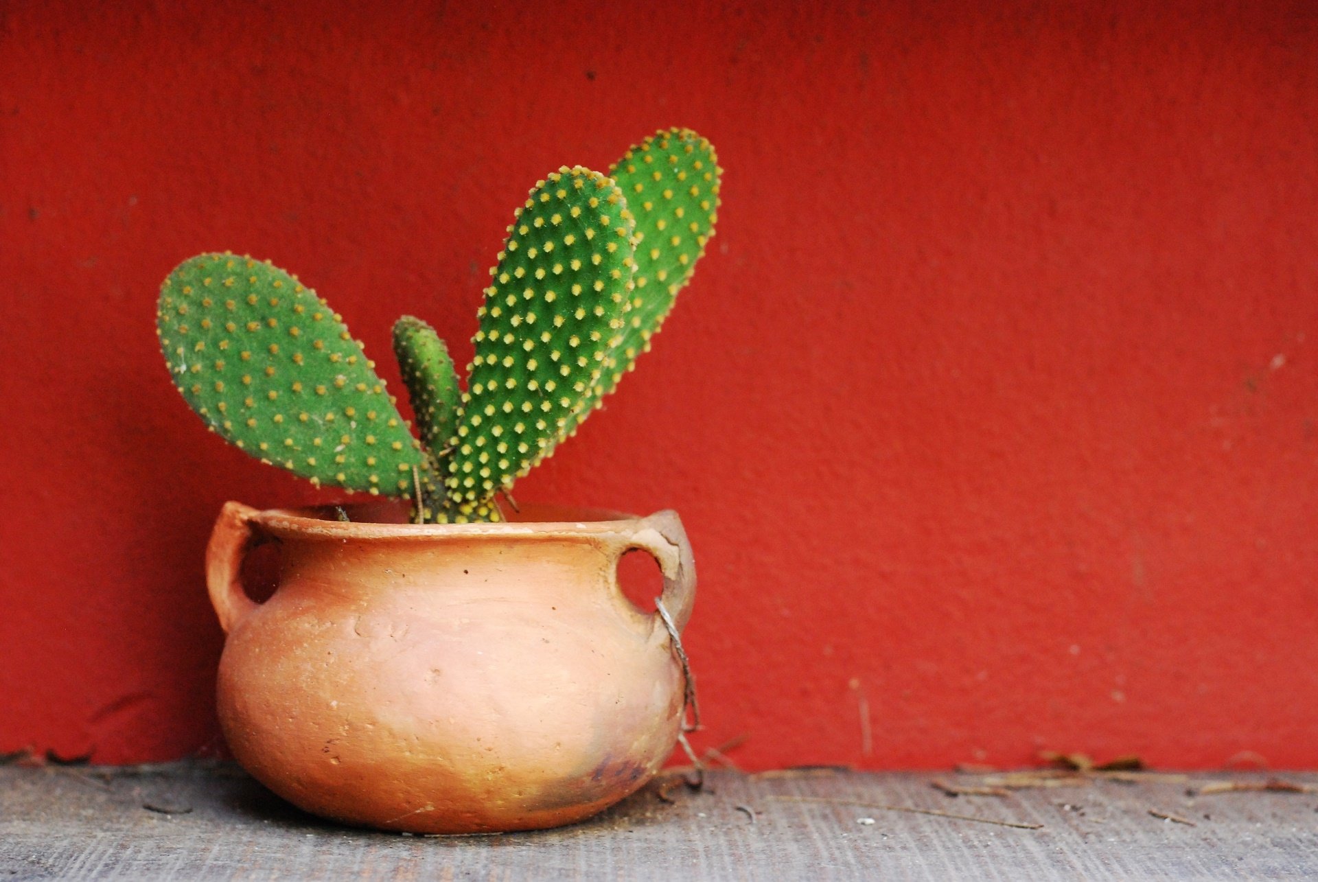 Potted Plant Nature Cactus HD Wallpaper