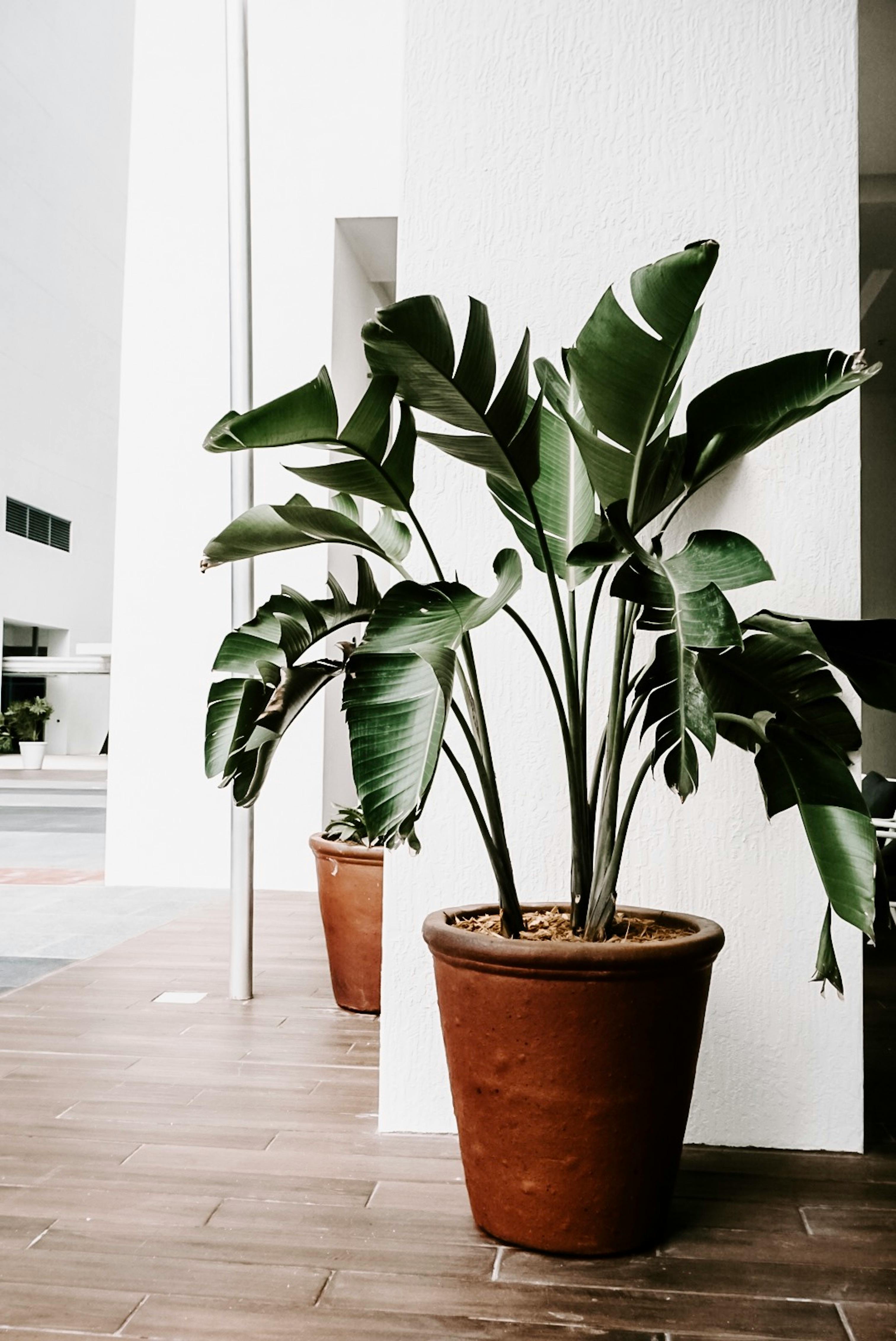 Houseplant Photo, Download The BEST