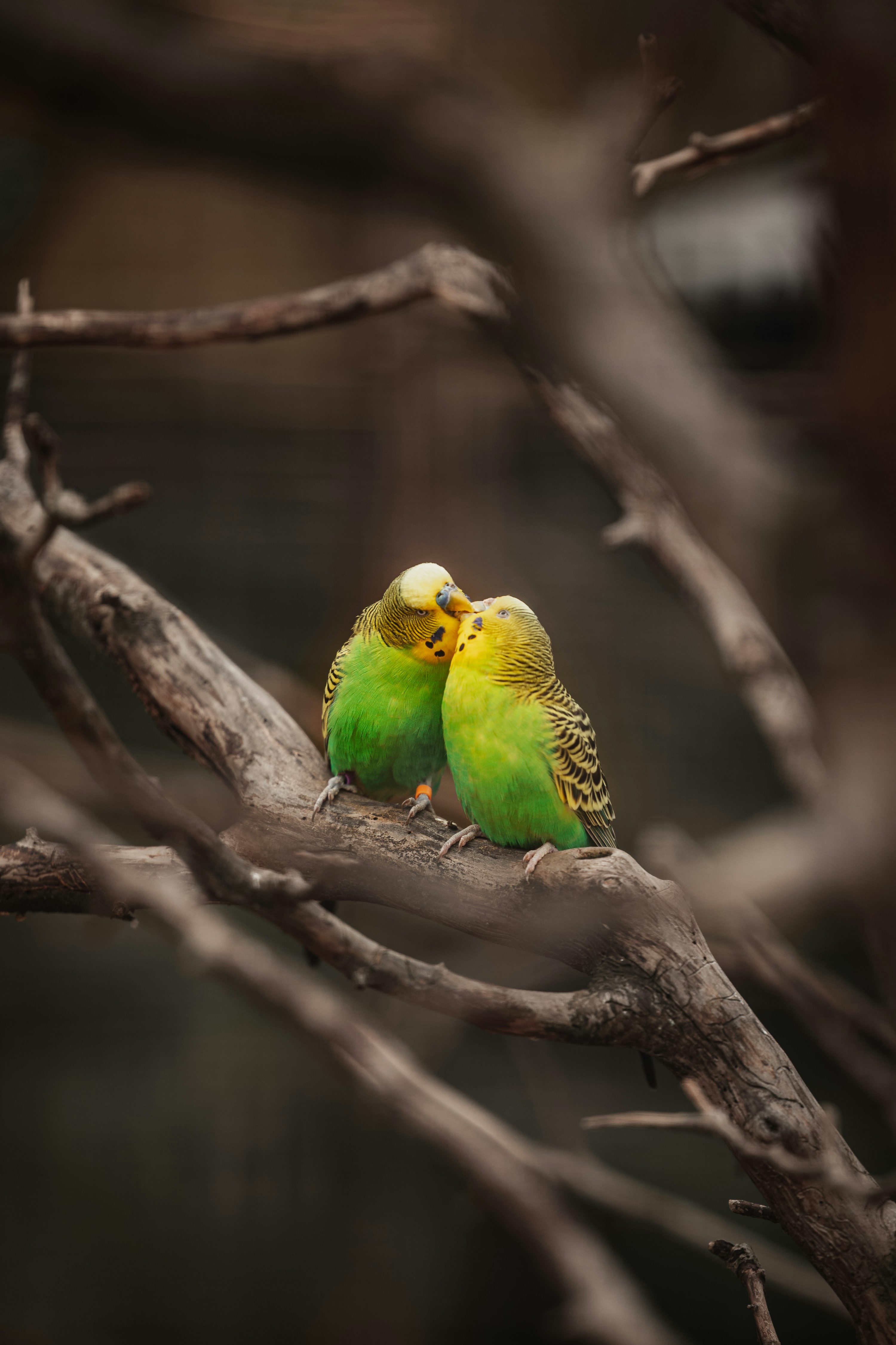Love Bird Picture. Download Free