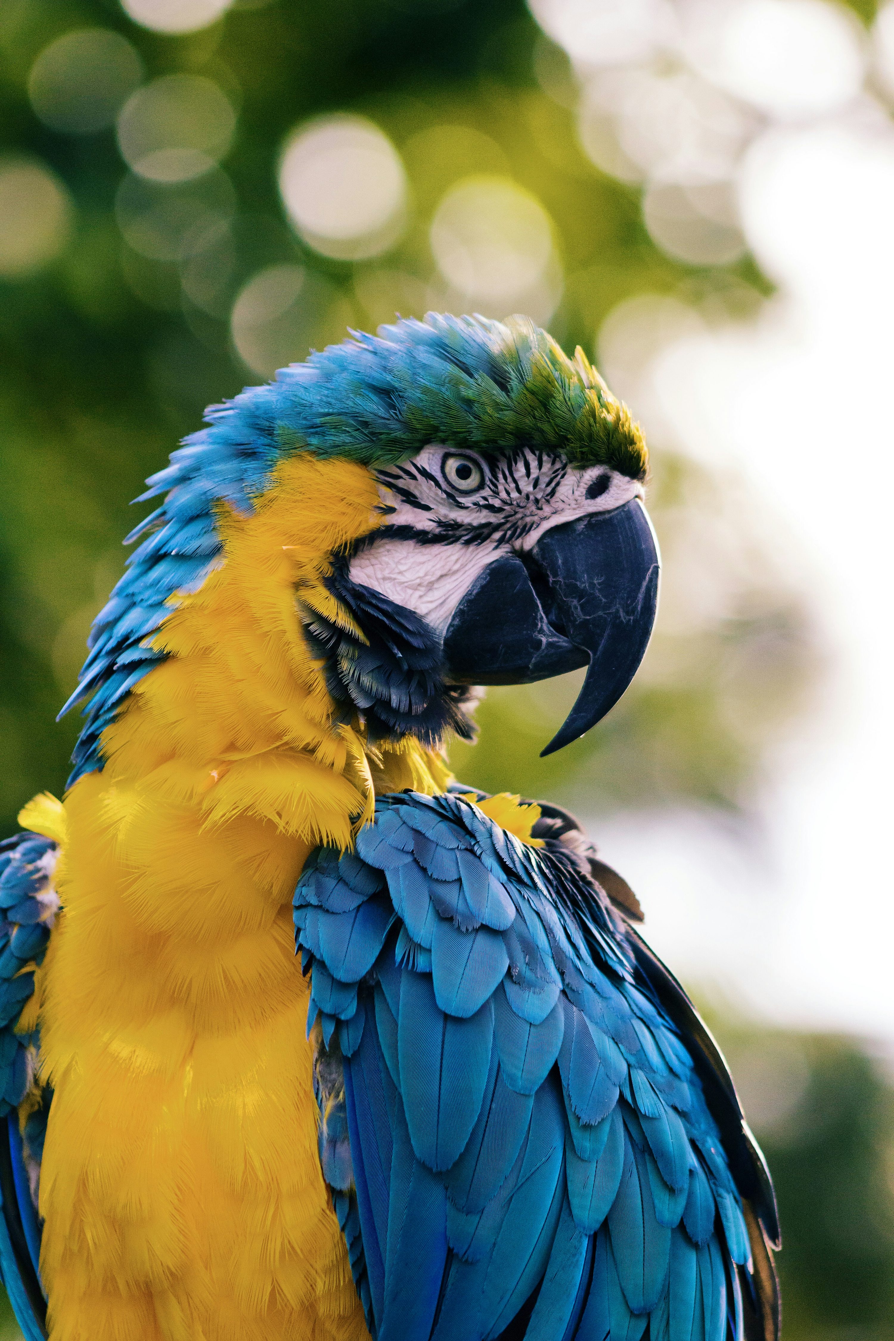 Bird Picture [HD]. Download Free
