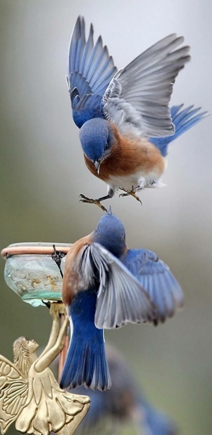 4k Ultra HD birds wallpaper