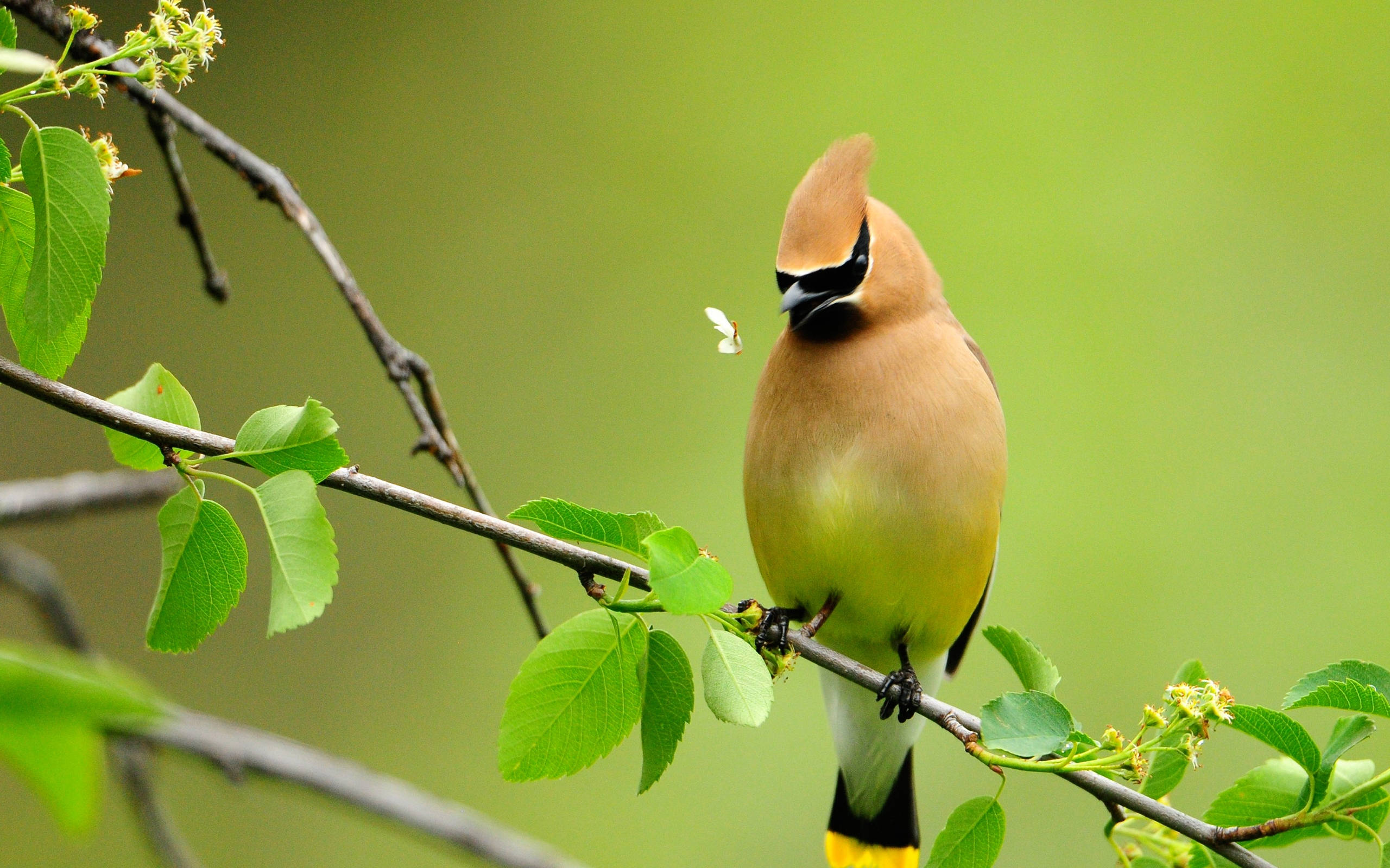 Download Majestic Cedar Waxwing in HD