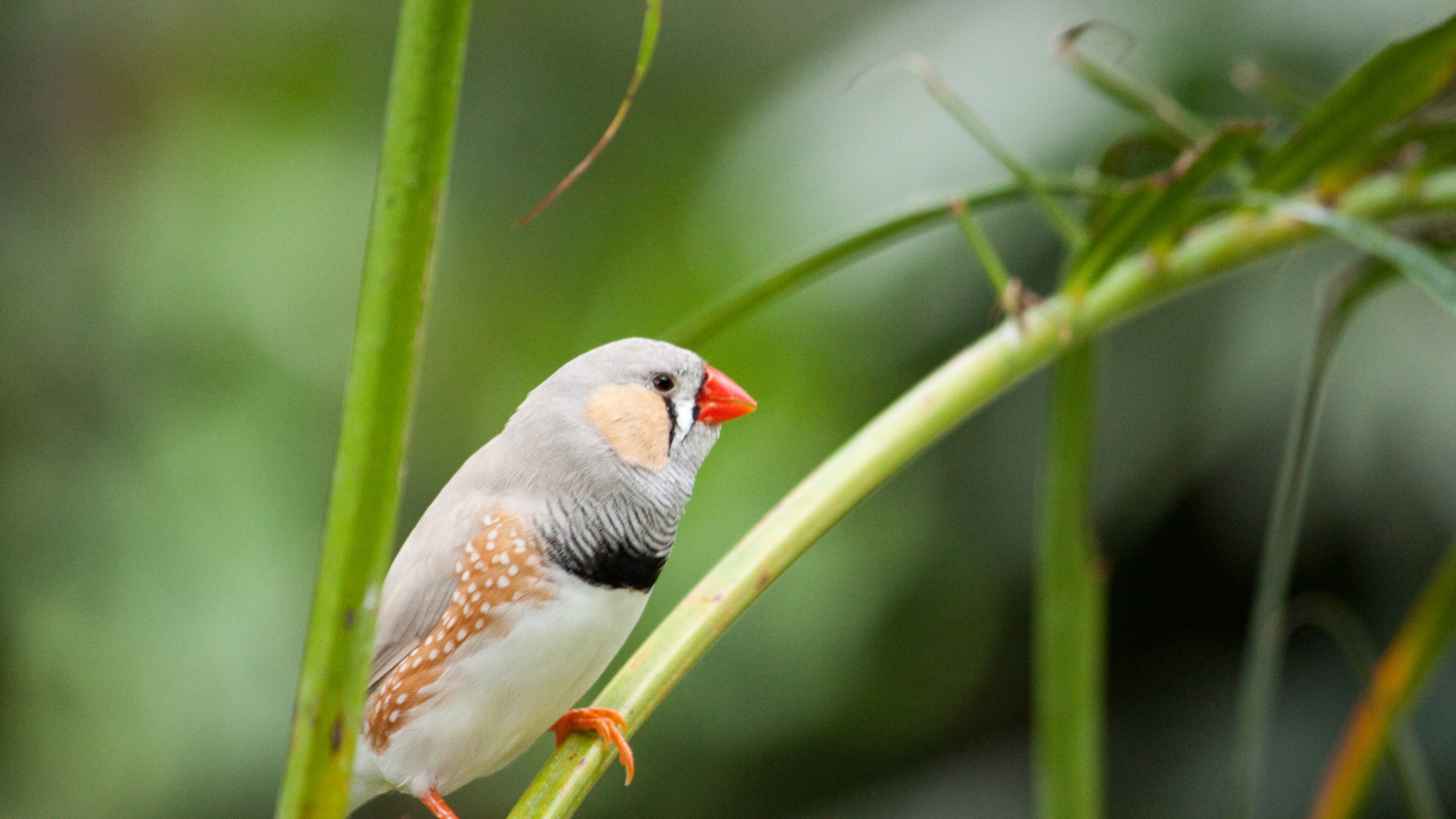 Bird Wallpaper
