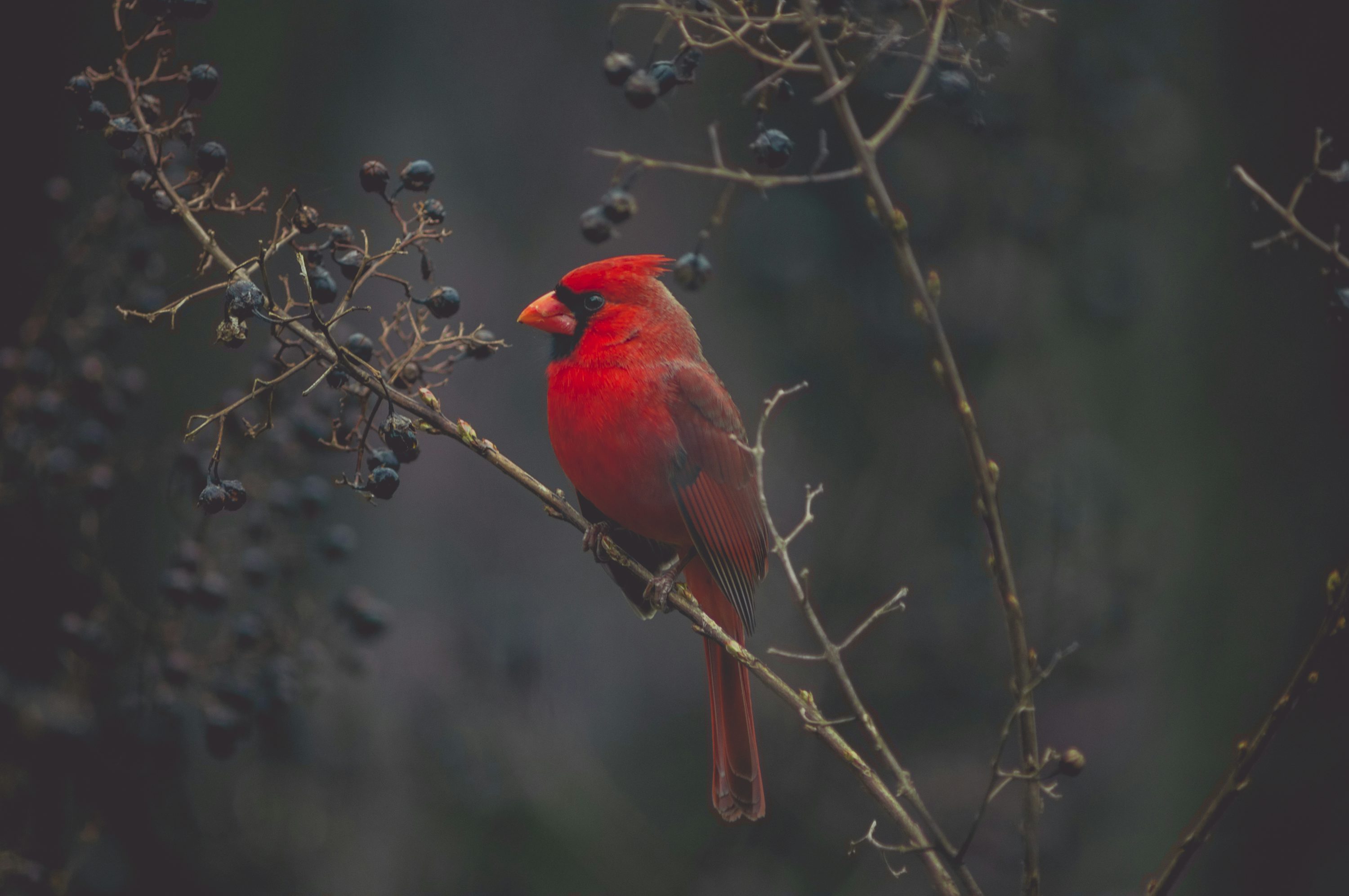 Bird Wallpaper: Free HD Download [HQ]