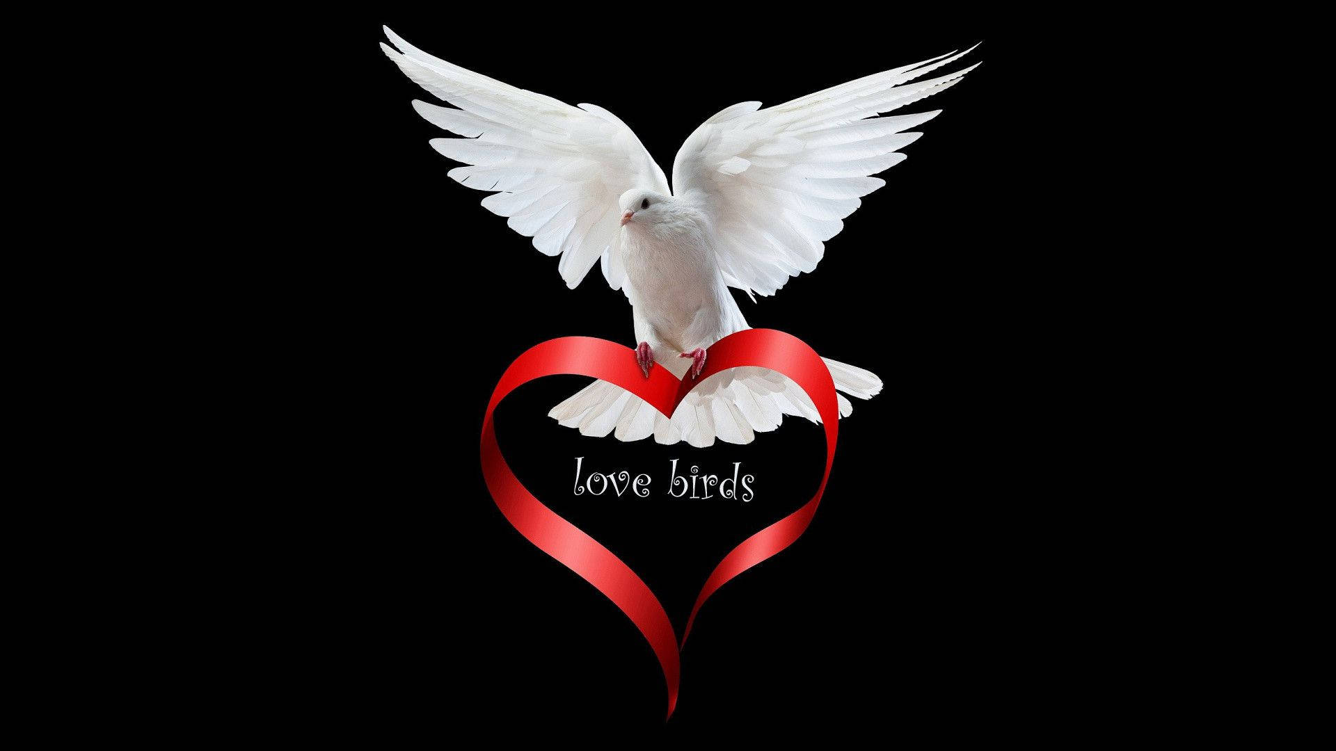 Love Birds Wallpaper