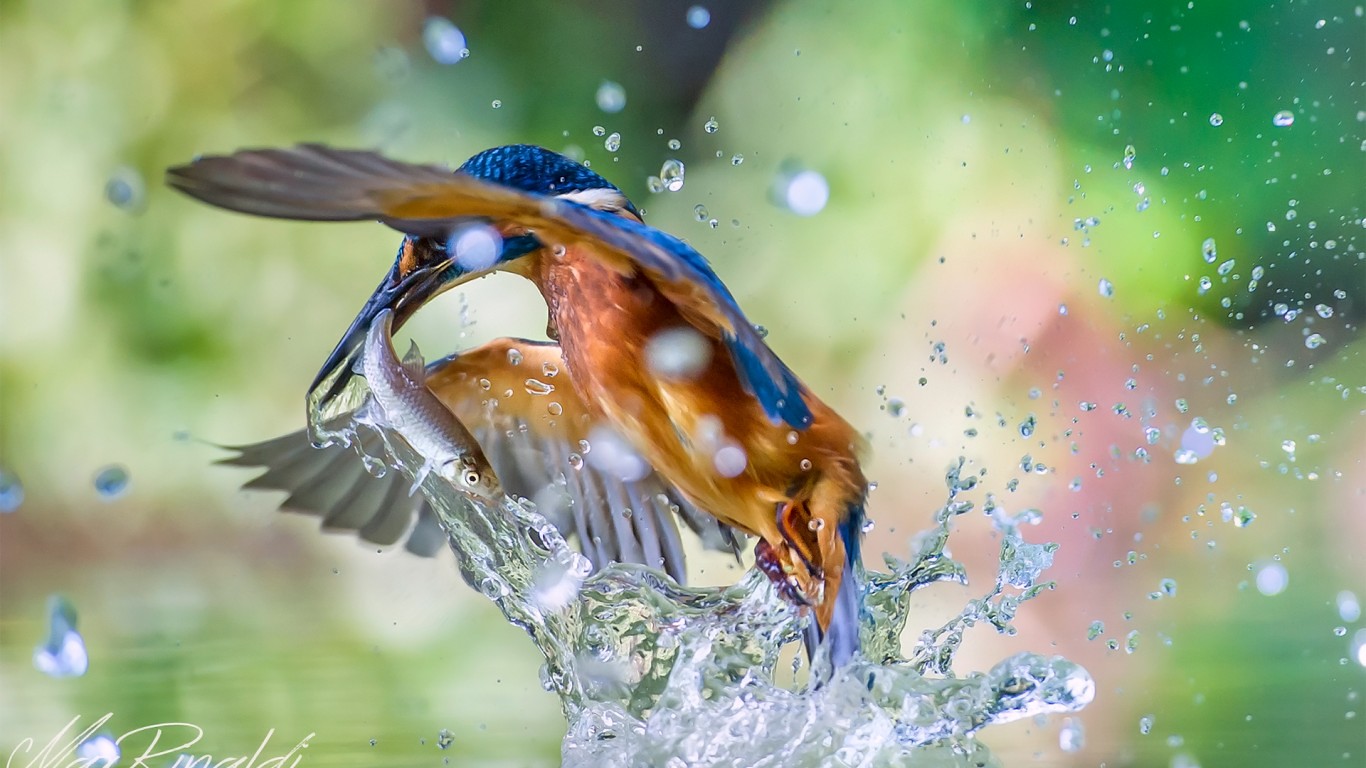 Bird Caught Fish Water HD Wallpaper