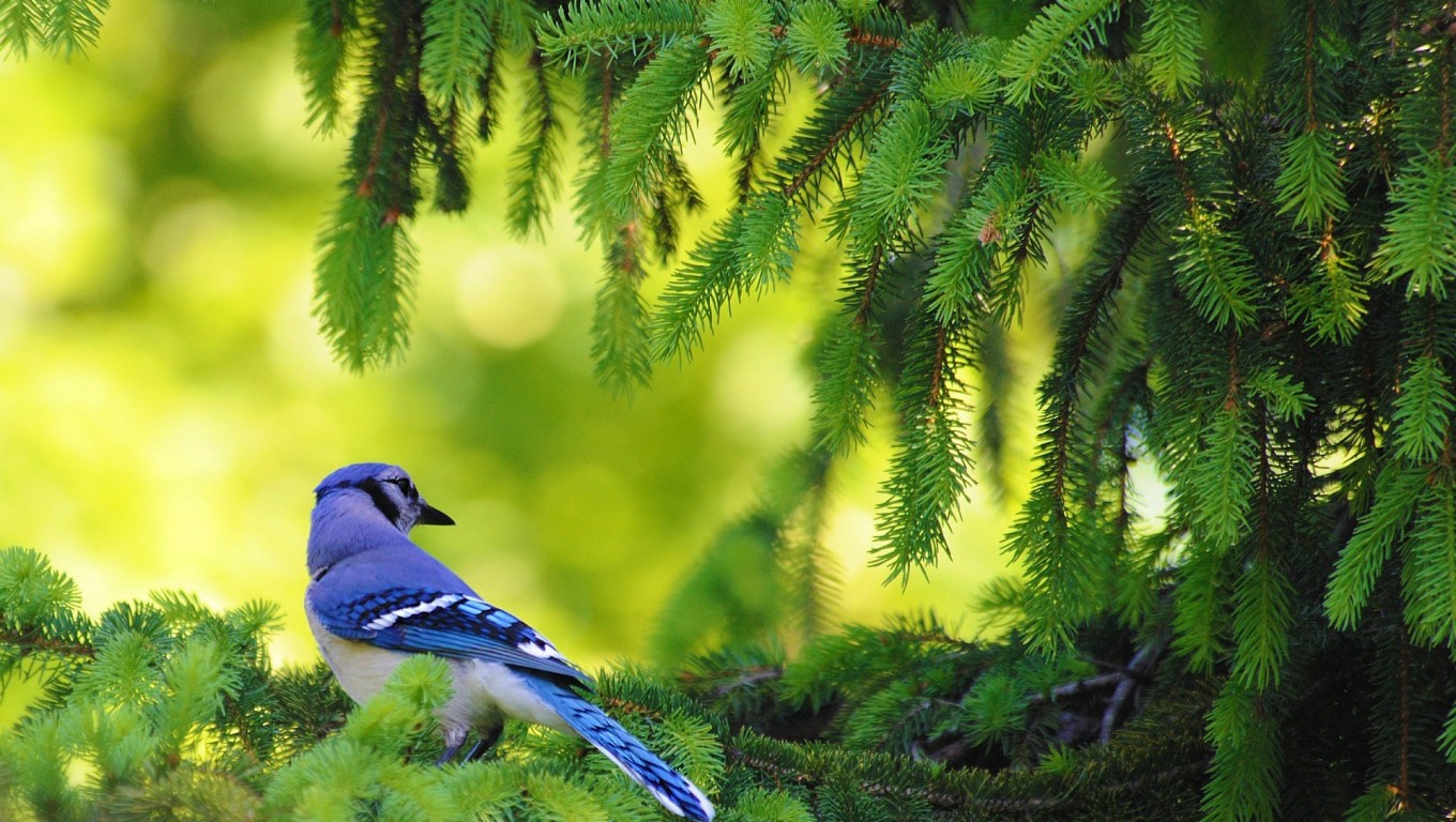 Blue Jay Passerine Bird HD Wallpaper
