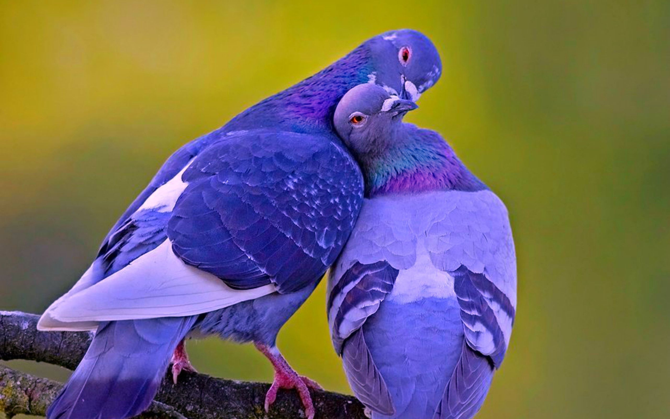 Love birds 2025 wallpaper