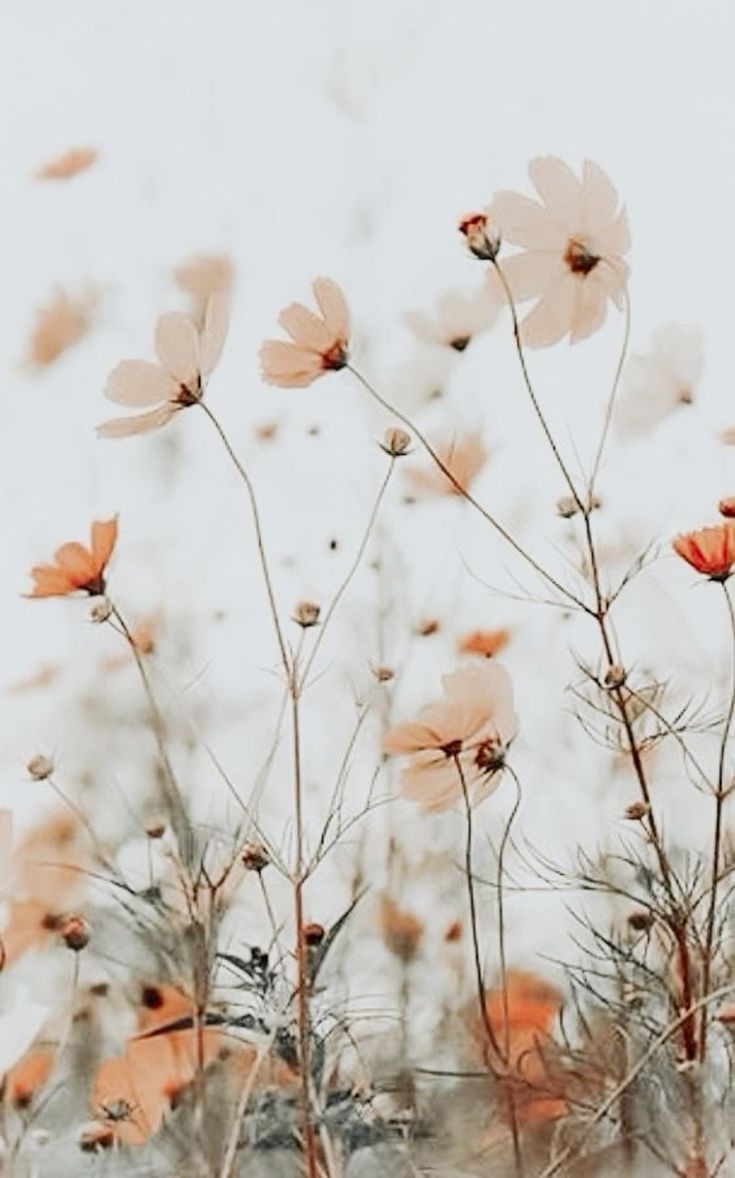 Spring Flower Phone Wallpaper