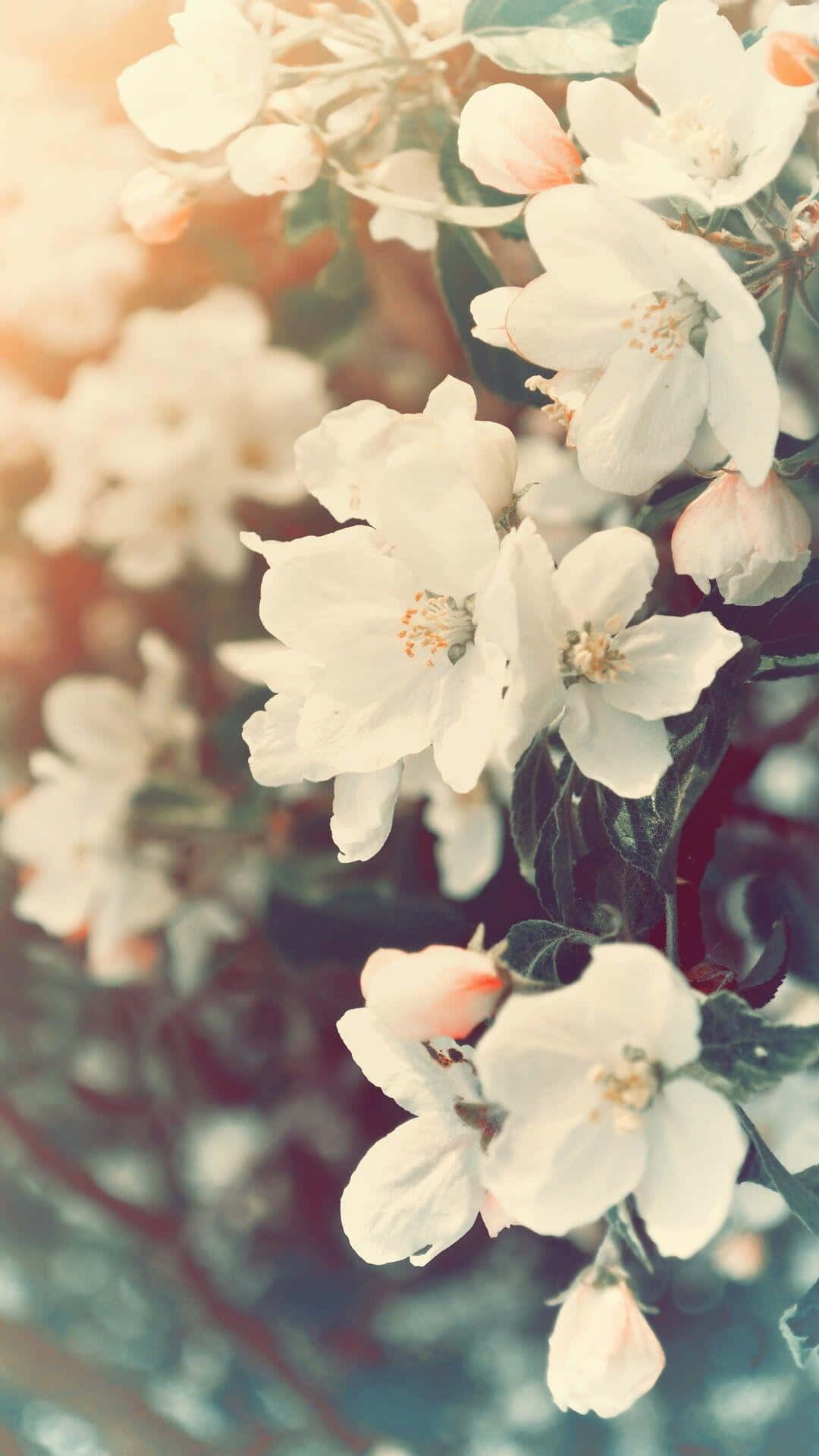 Download White Flowers On A Branch With