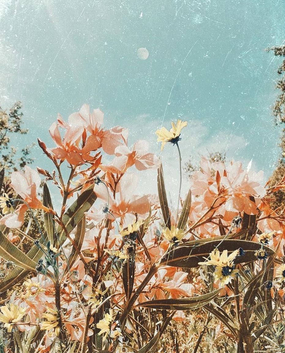 Cute Spring Phone HD Wallpaper