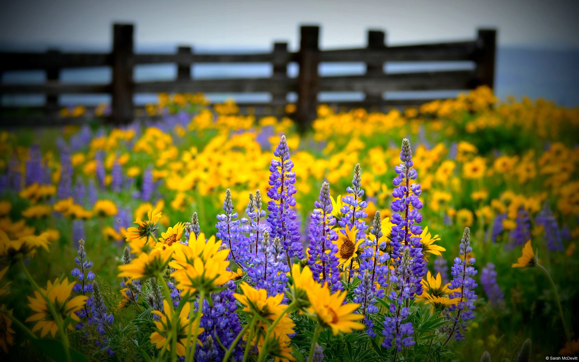Download Yellow Flower Purple Flower