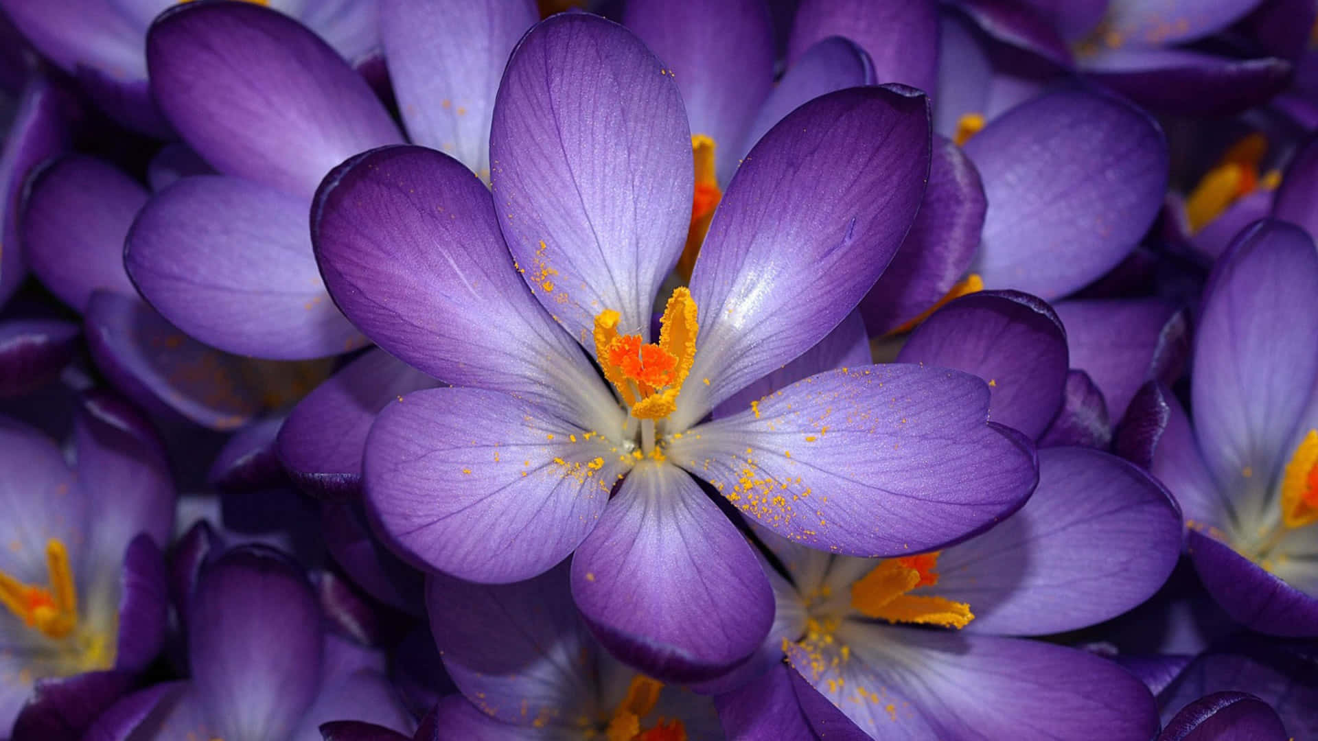 Purple Flower Background