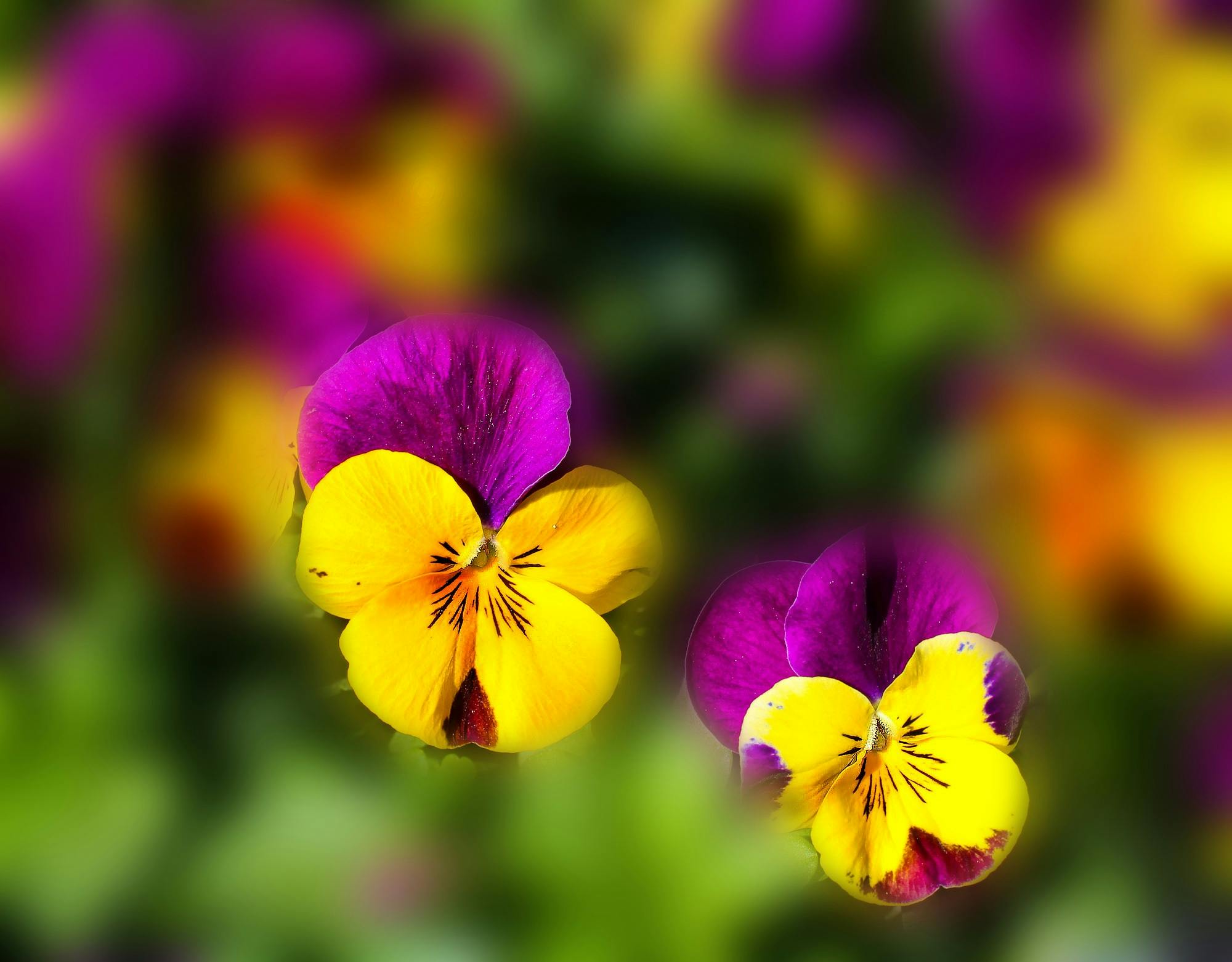 Yellow Purple Flower · Free