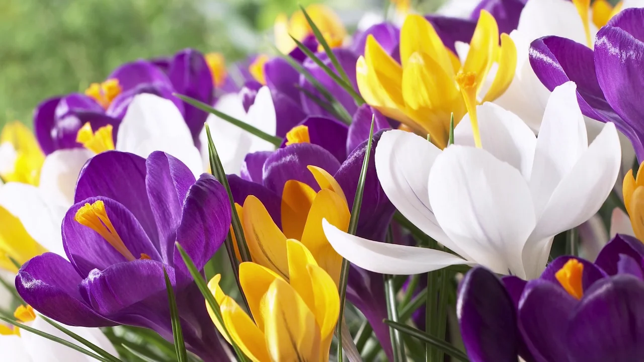 Yellow & Purple Snow Crocus Mix